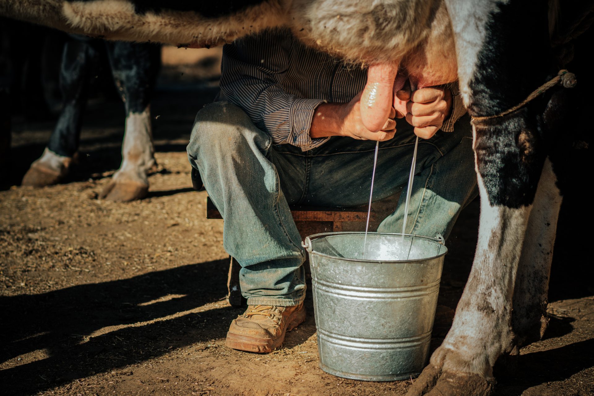 farmer milking cows 2023 11 27 04 51 12 utc