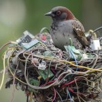nature meets tech bird s e waste nest 2024 02 01 05 48 16 utc