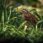 rufous collared sparrow on the grass zonotrichia 2023 11 27 05 27 31 utc