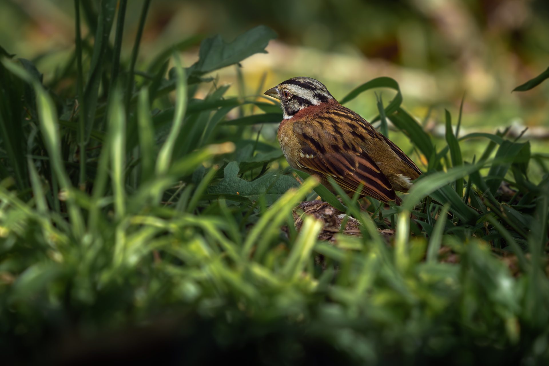 rufous collared sparrow on the grass zonotrichia 2023 11 27 05 27 31 utc