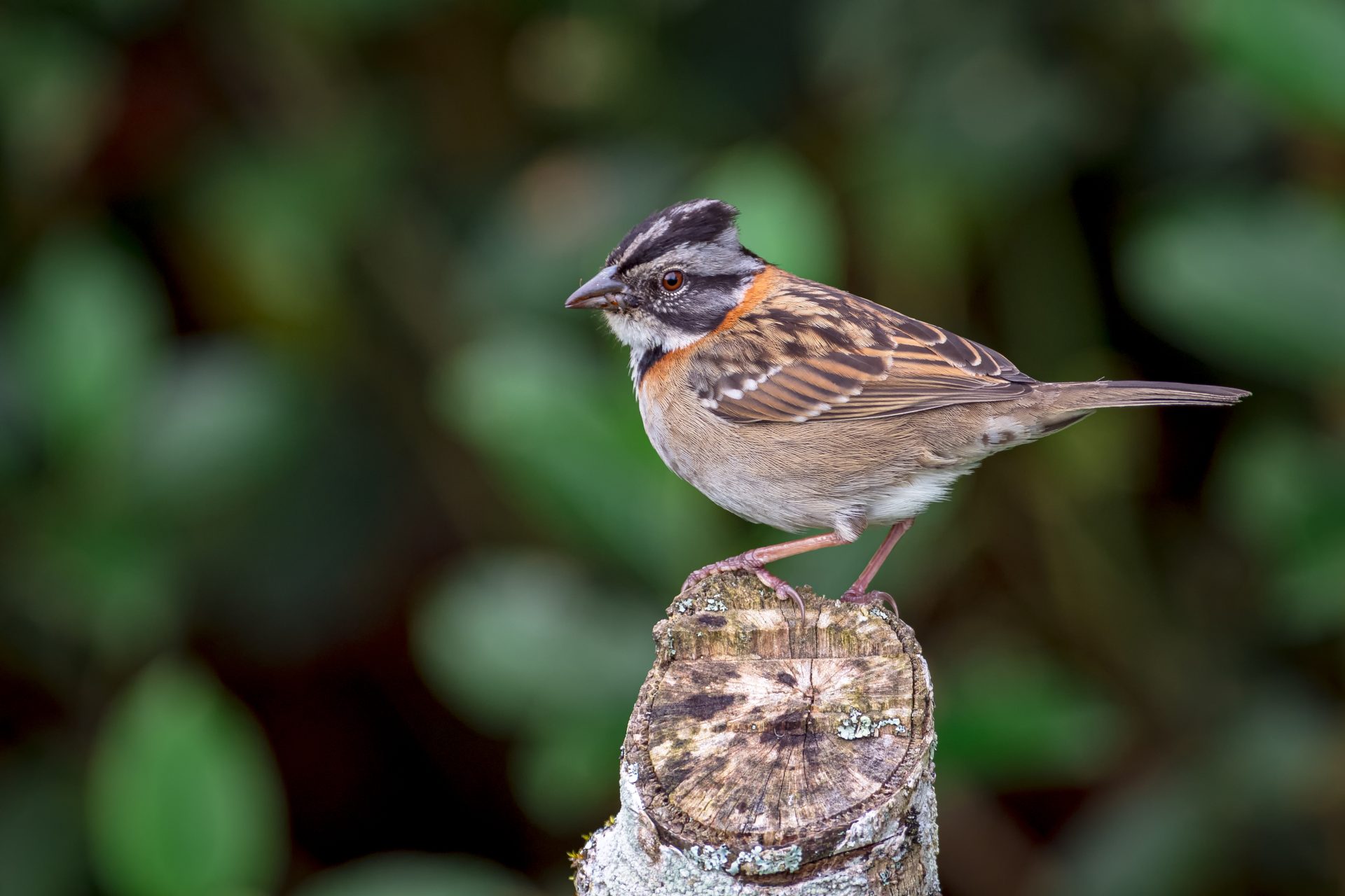 rufous collared sparrow zonotrichia capensis per 2023 11 27 05 16 39 utc