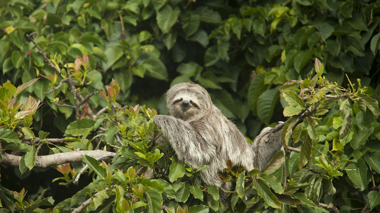 sloth 7269590 1280
