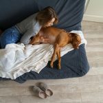 woman touch dog belly sick vizsla suffer from ind 2023 11 27 04 57 02 utc