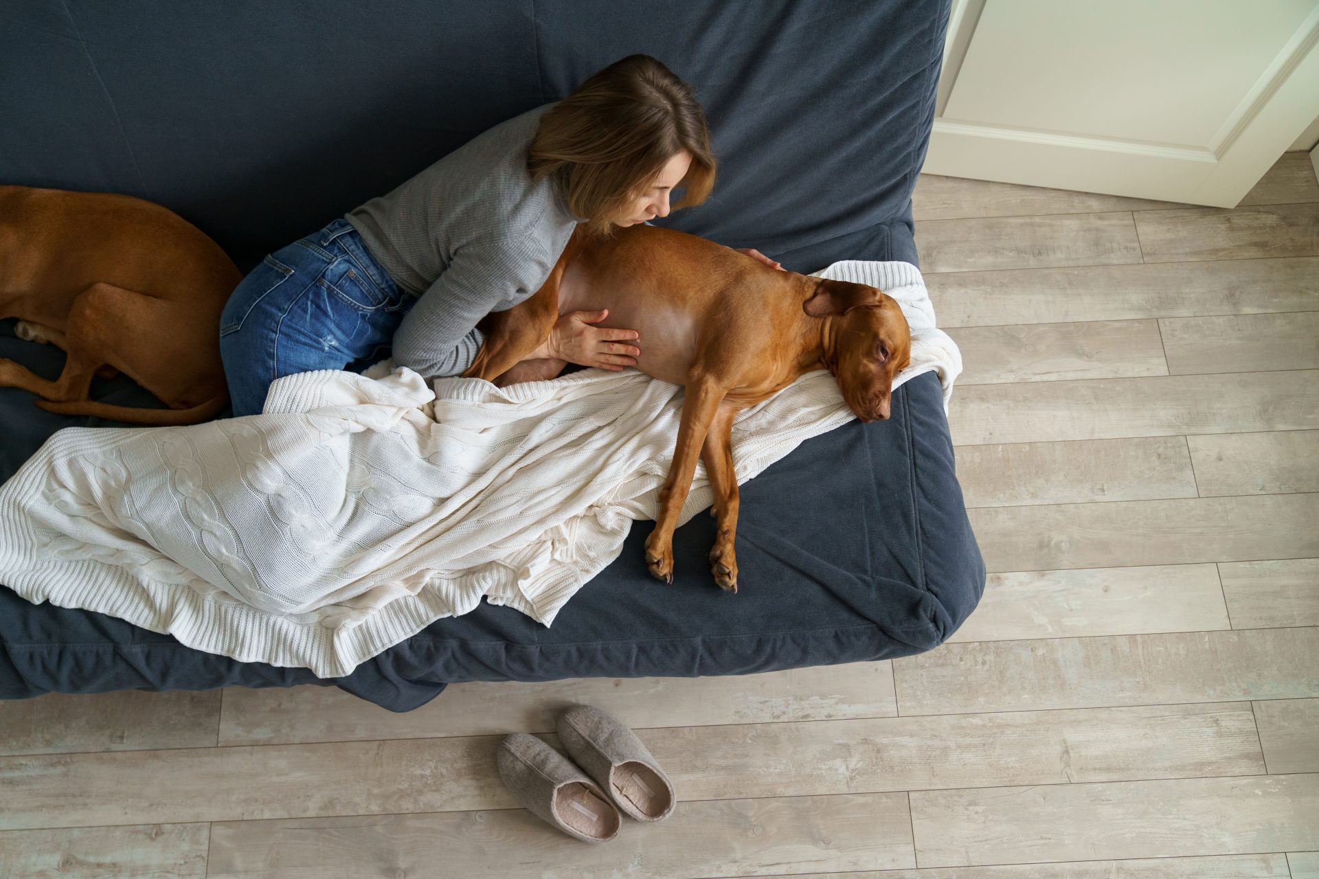 woman touch dog belly sick vizsla suffer from ind 2023 11 27 04 57 02 utc