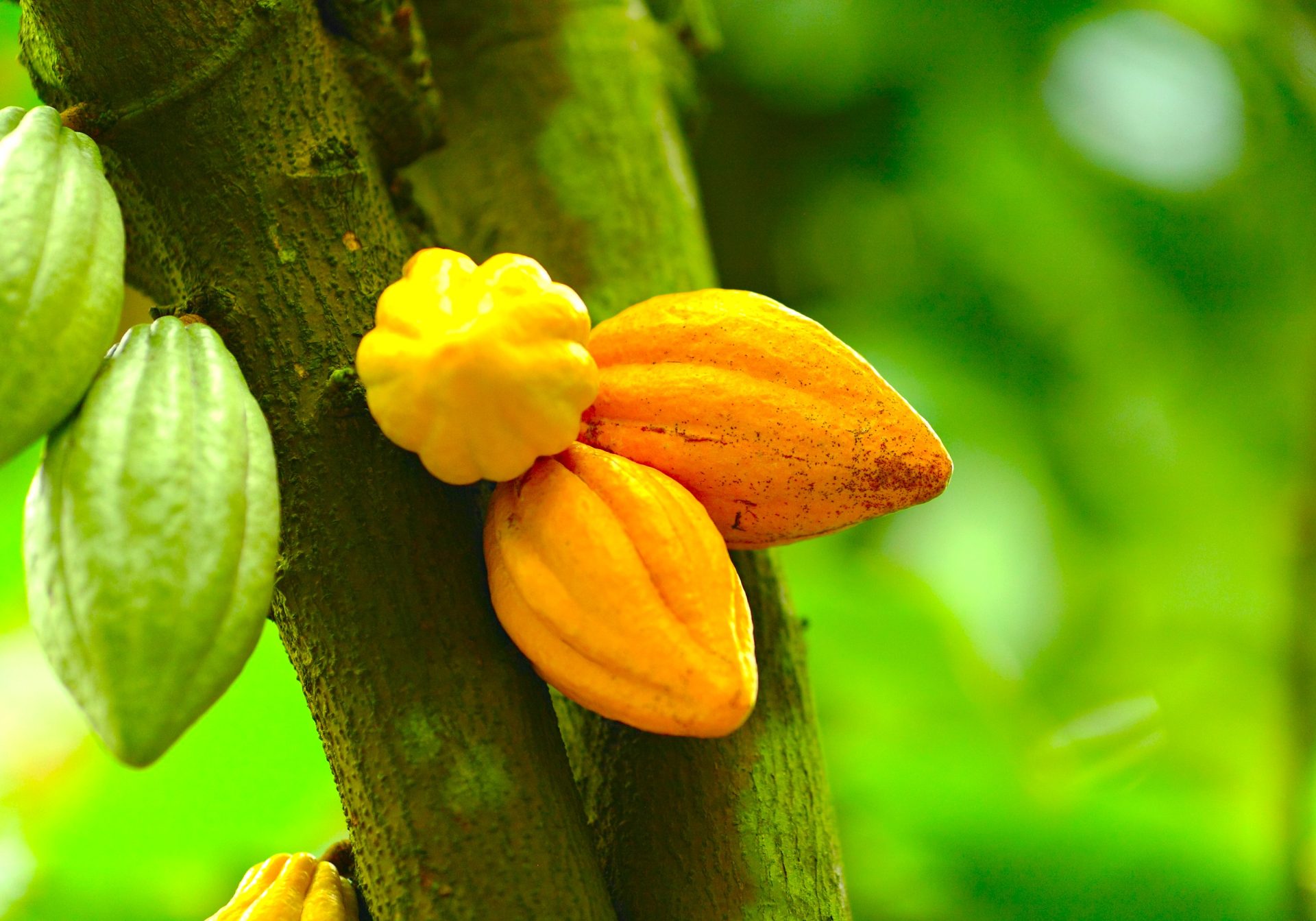 Proyecto de cacao transforma la economia de 44 familias en Yacopi 2