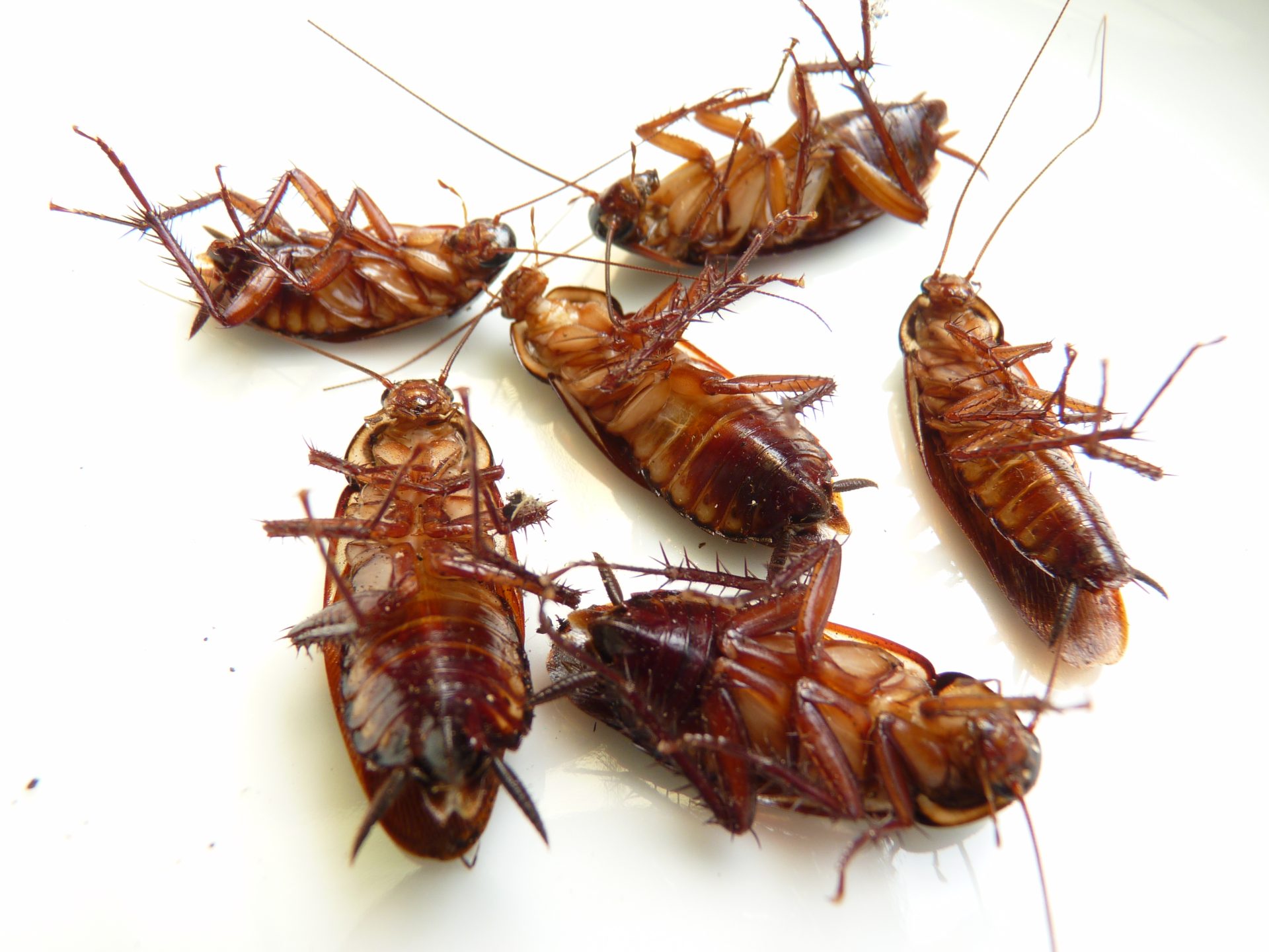 macro shot of cockroaches on a white surface 2023 11 27 05 30 38 utc