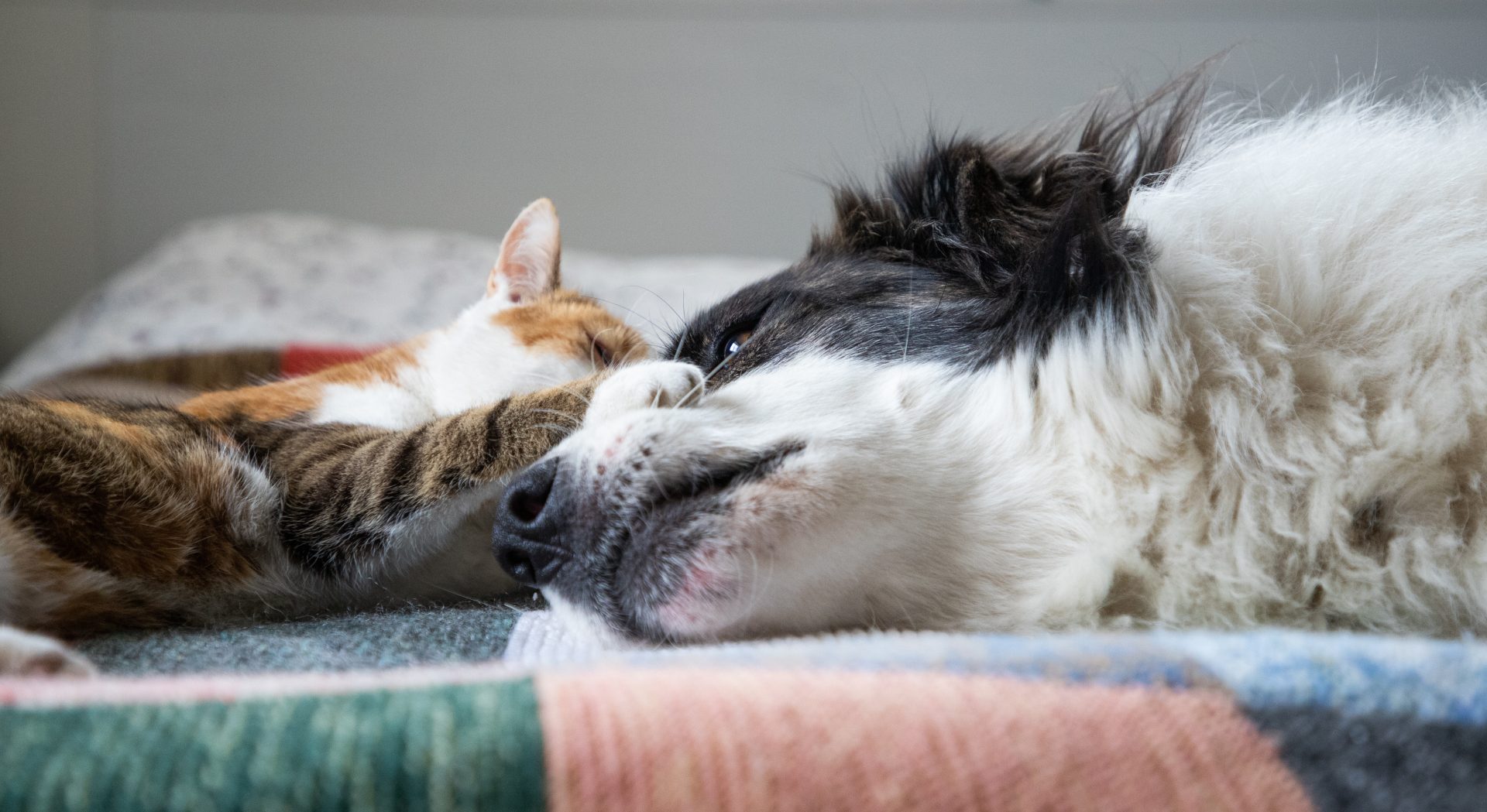cute little dog and cat in bed 2024 02 22 13 05 13 utc