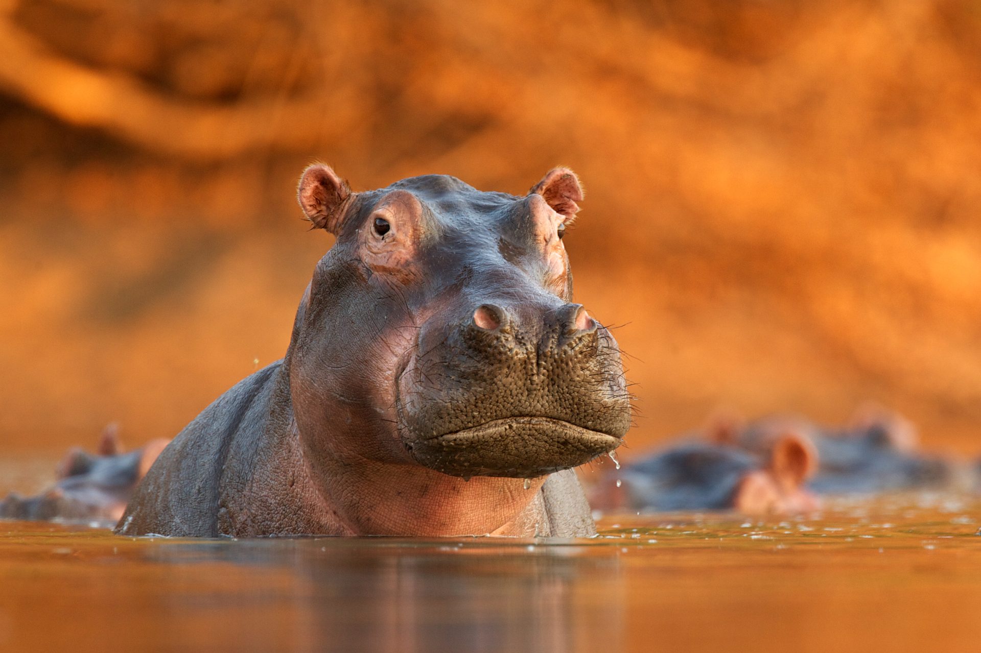 hippopotamus hippopotamus amphibius rising from 2023 11 27 05 25 10 utc