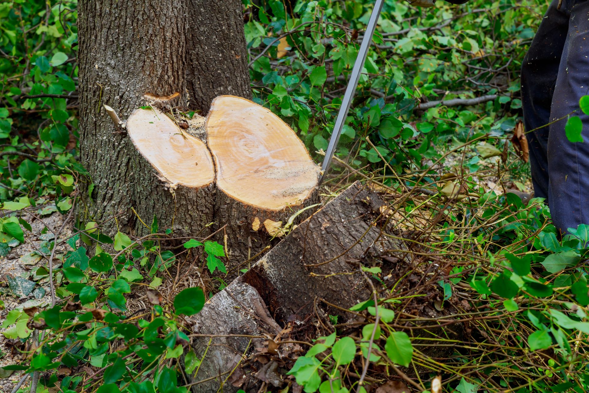 man cuts tree with chainsaw concept of deforestat 2023 11 27 05 36 48 utc