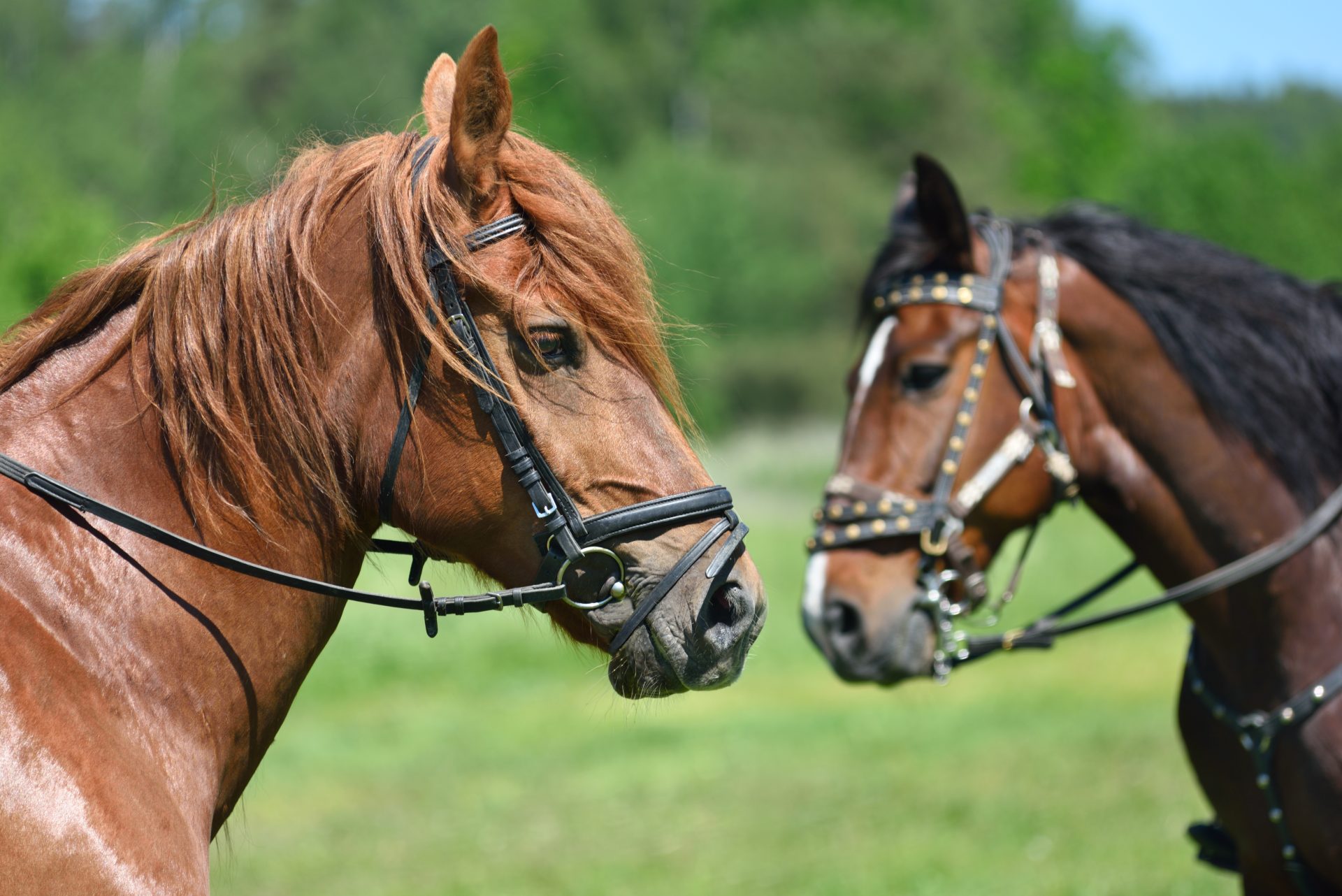 Llega Expoequino al municipio de Tenjo