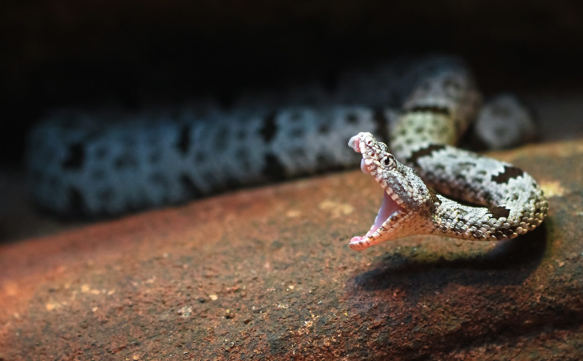 rock rattlesnake in mid strike 2024 09 19 04 46 36 utc
