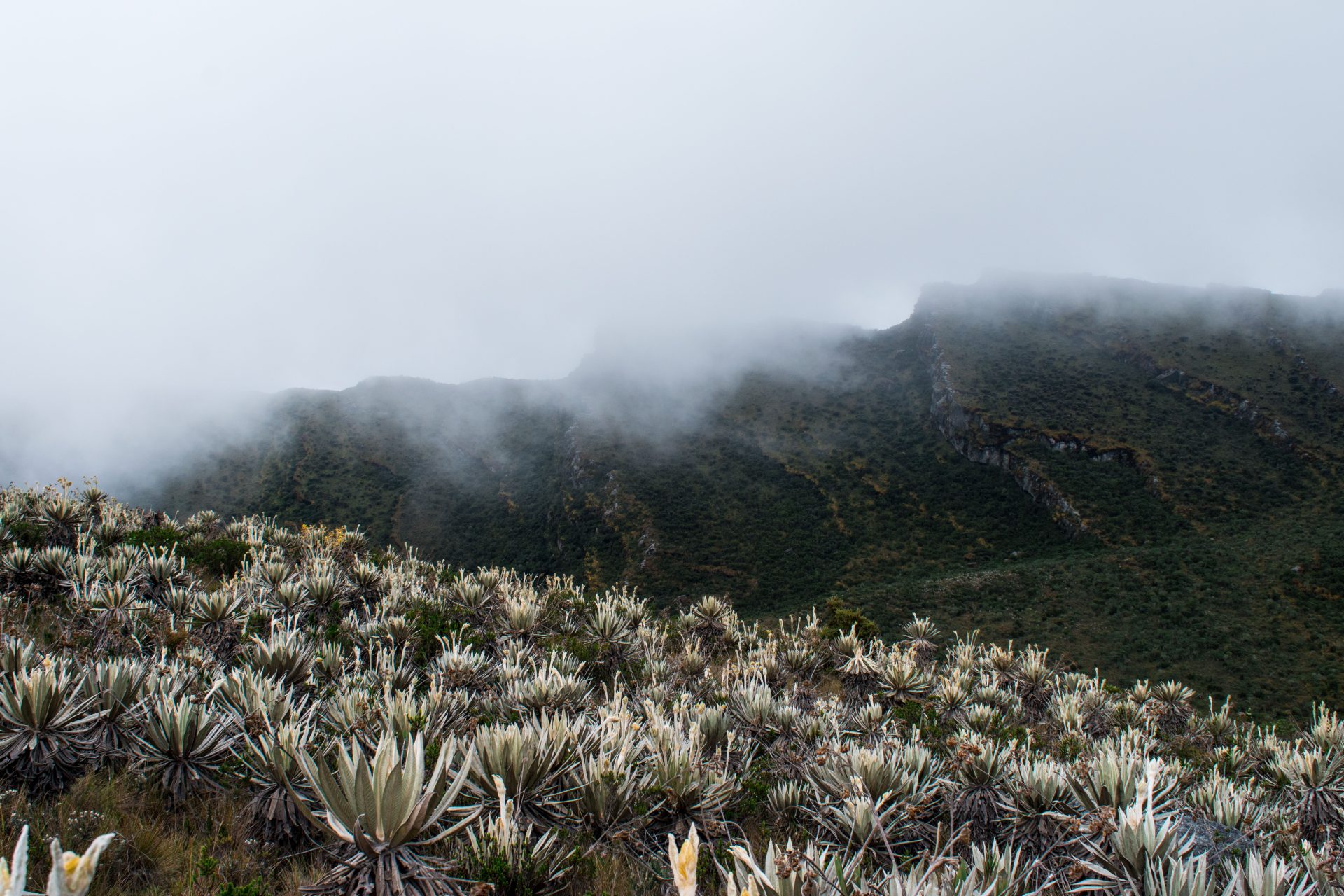scenic view of the paramo on a foggy day in sumapa 2024 07 18 03 34 50 utc