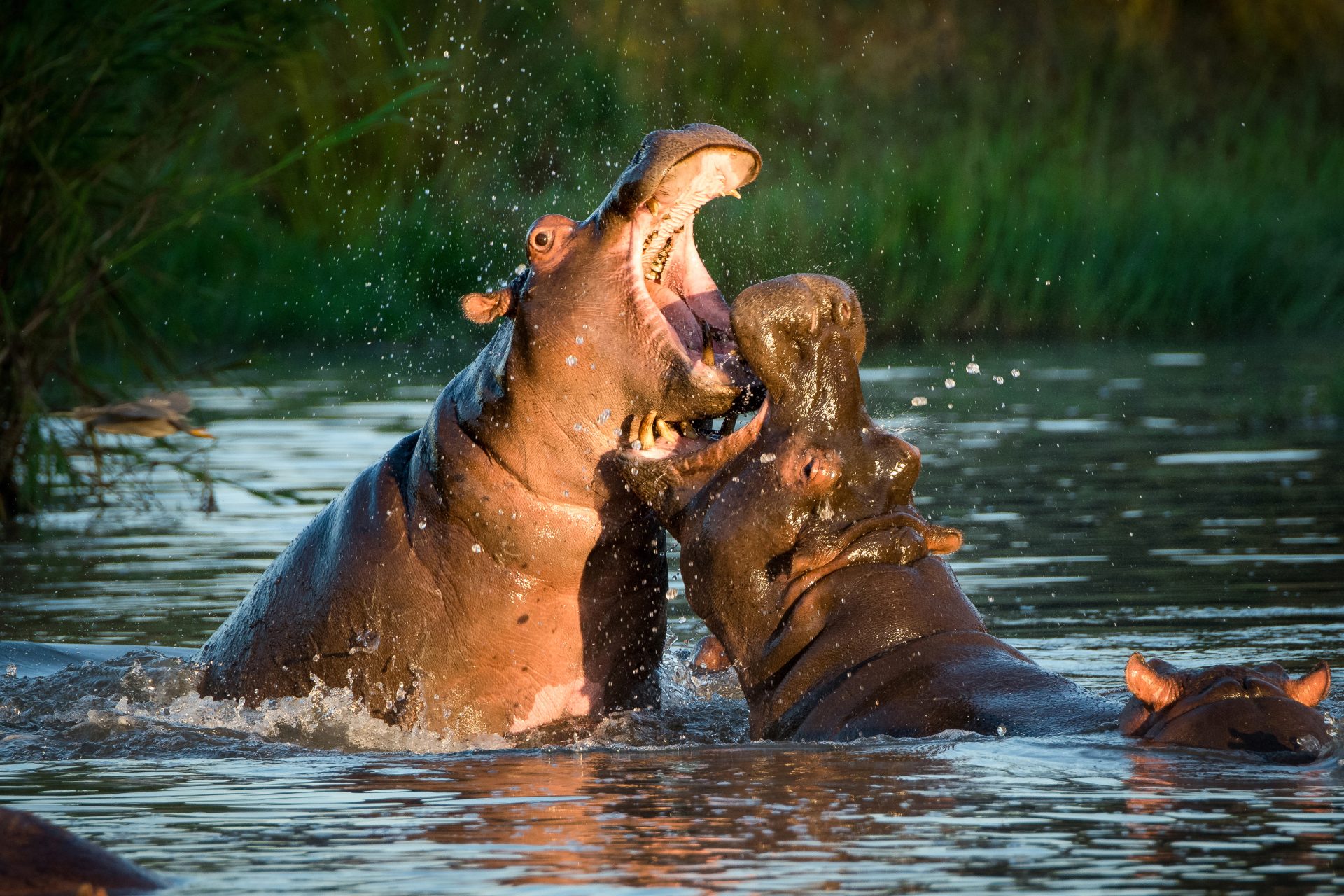 two hippopotamus hippopotamus amphibius fight in 2023 11 27 05 29 38 utc