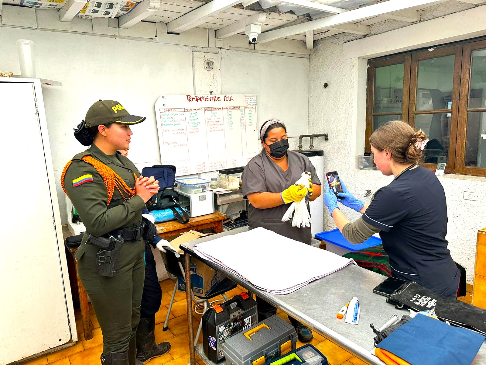 Carabineros de Chia rescatan un Elanio Cola Blanca con dificultades para volar4