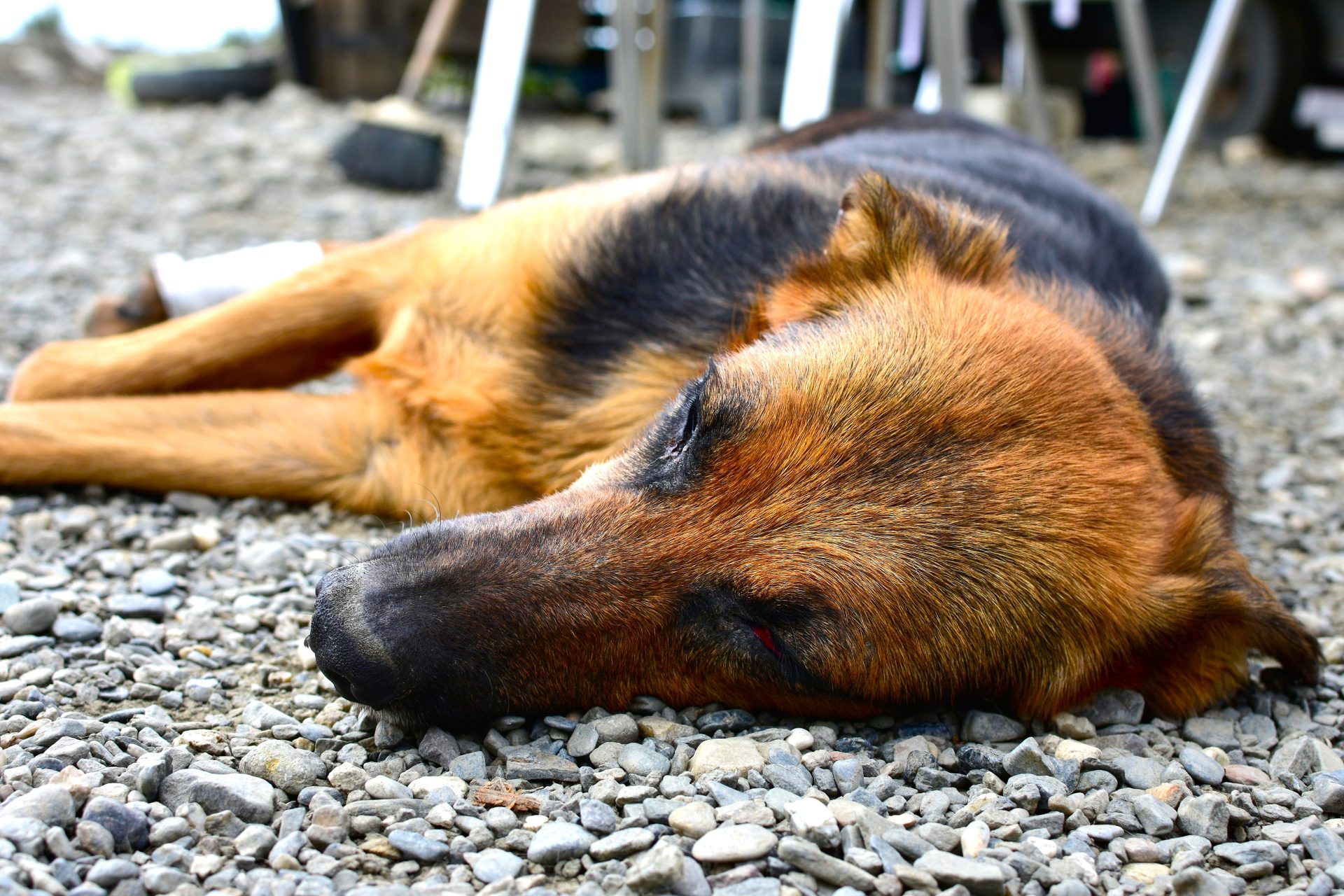 Dos sentencias condenatorias en Cundinamarca por maltrato animal