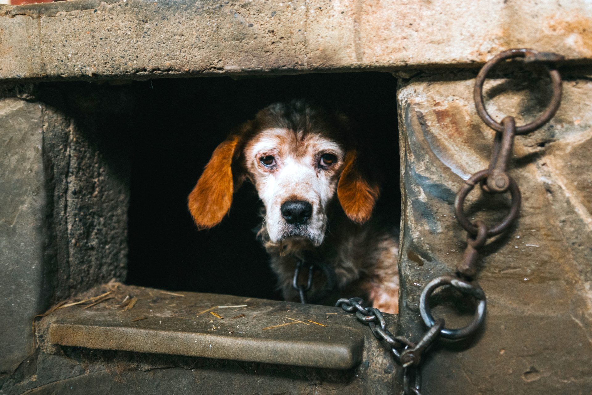 Maltrato animal seria castigado intramuros sin