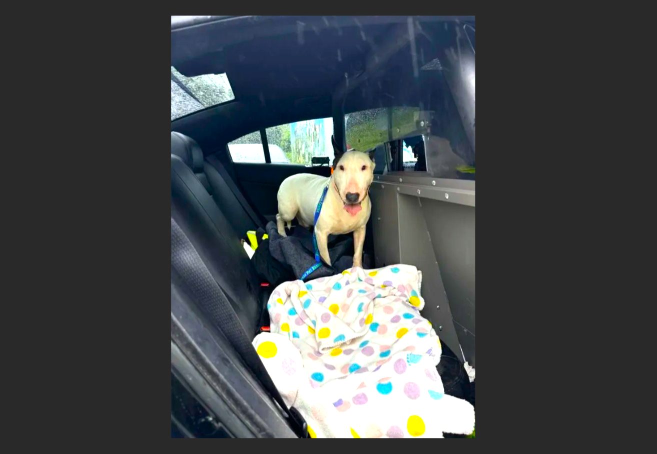 Trooper La historia de un perro rescatado justo antes del atroz paso del Huracan Milton2