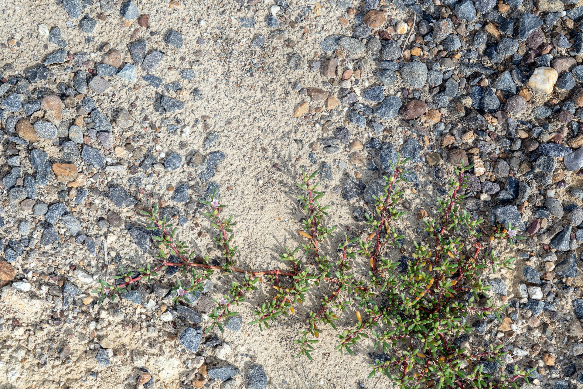 creeping plants in dry cracked mud during the dry 2023 11 27 05 21 52 utc