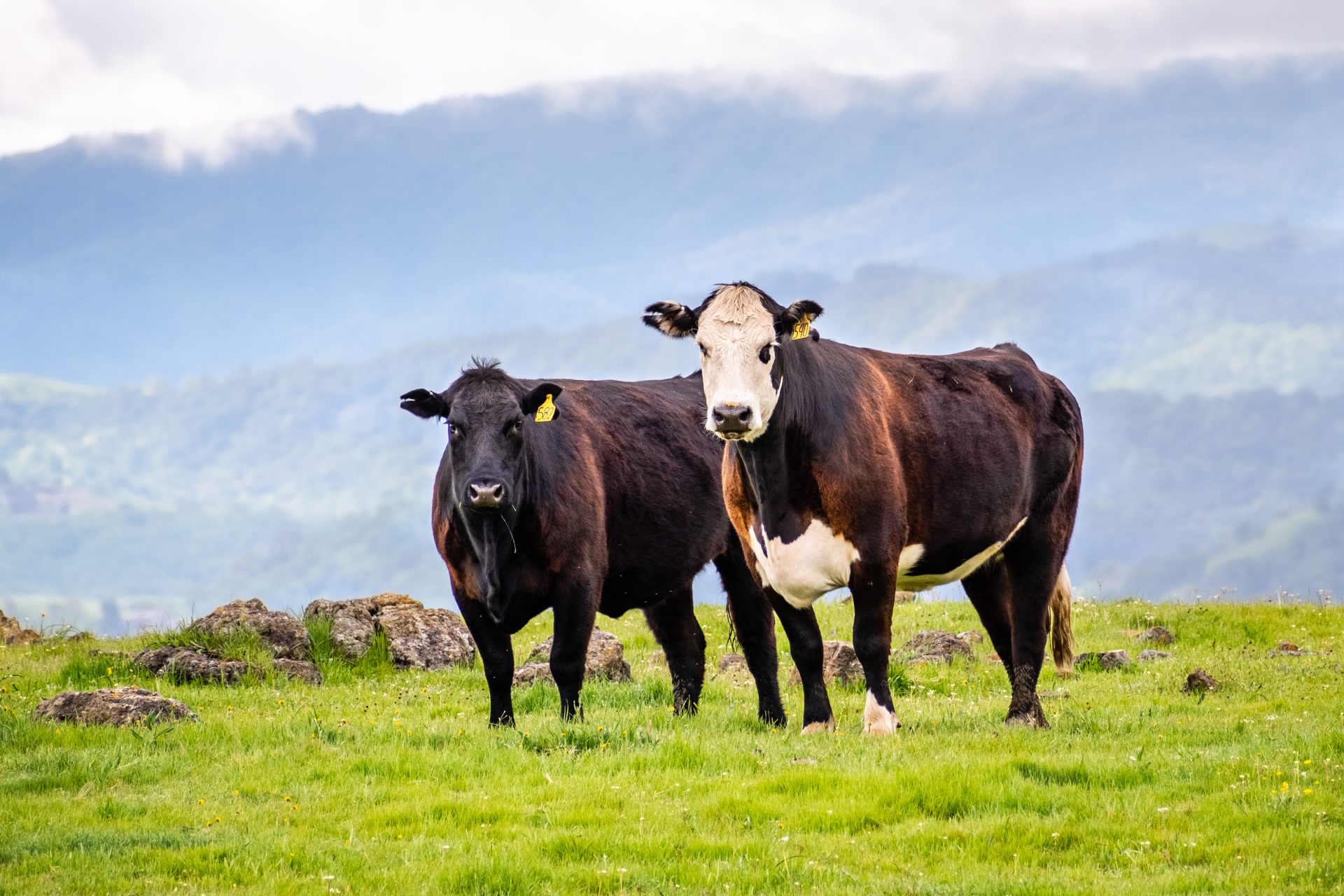 grass fed cattle on a green meadow 2023 11 27 05 28 50 utc