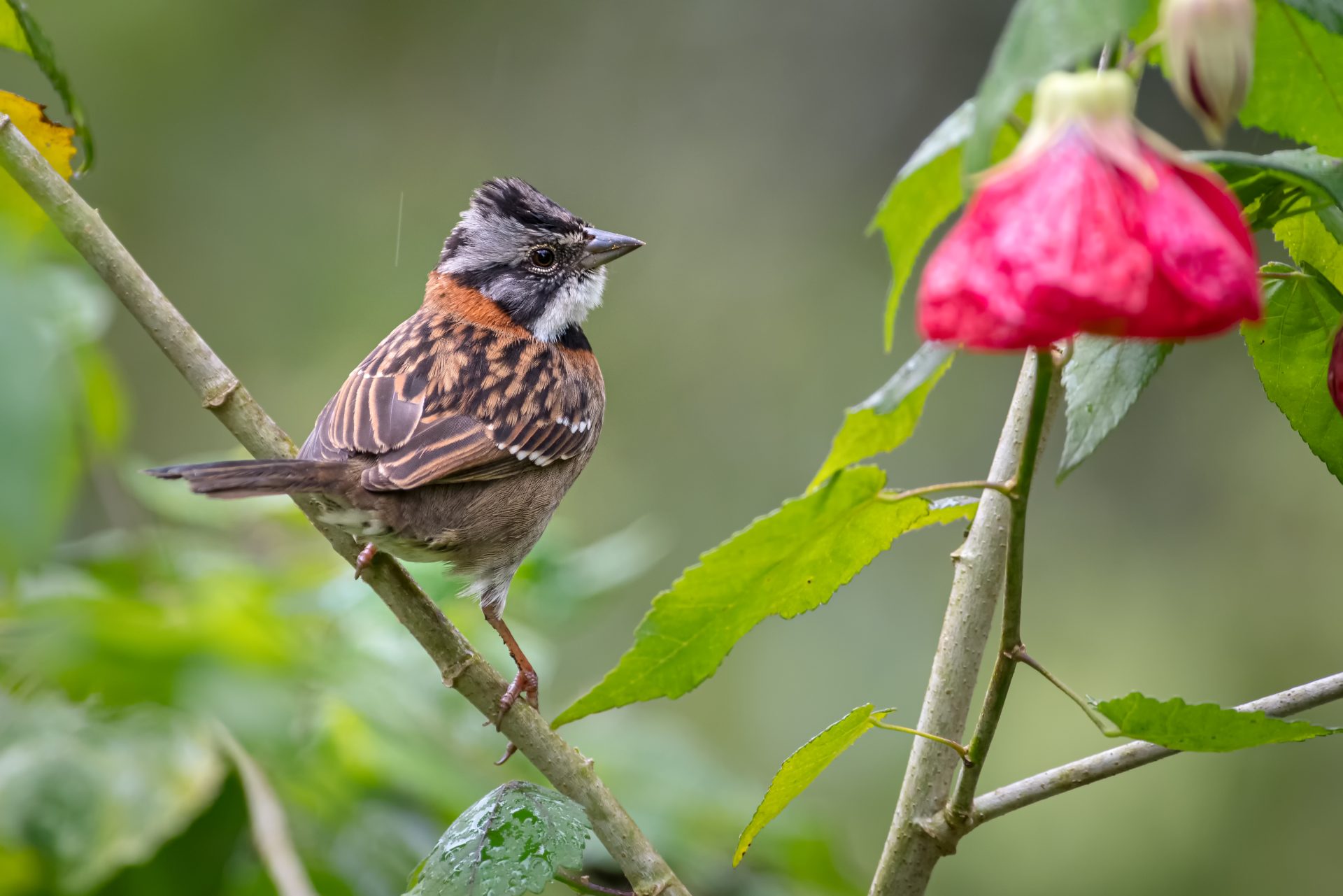 Gran jornada de avistamiento de aves en Sopó