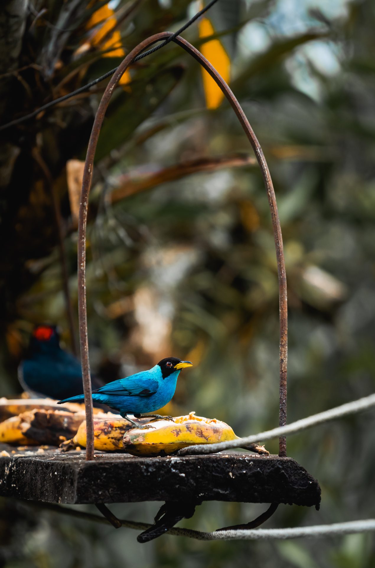 tropical bird in salento colombia enjoying some fr 2023 11 27 05 01 58 utc