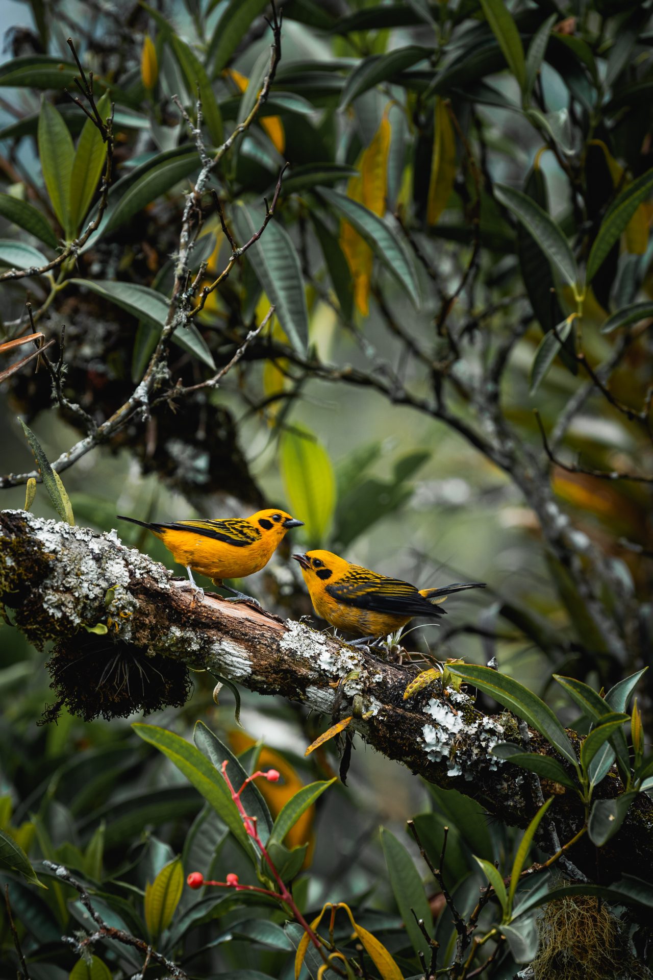 tropical bird in salento colombia enjoying some fr 2023 11 27 05 30 01 utc 1