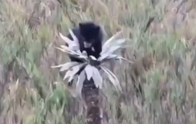 Cria de oso andino juguetea en un frailejon del Parque Nacional Natural Chingaza