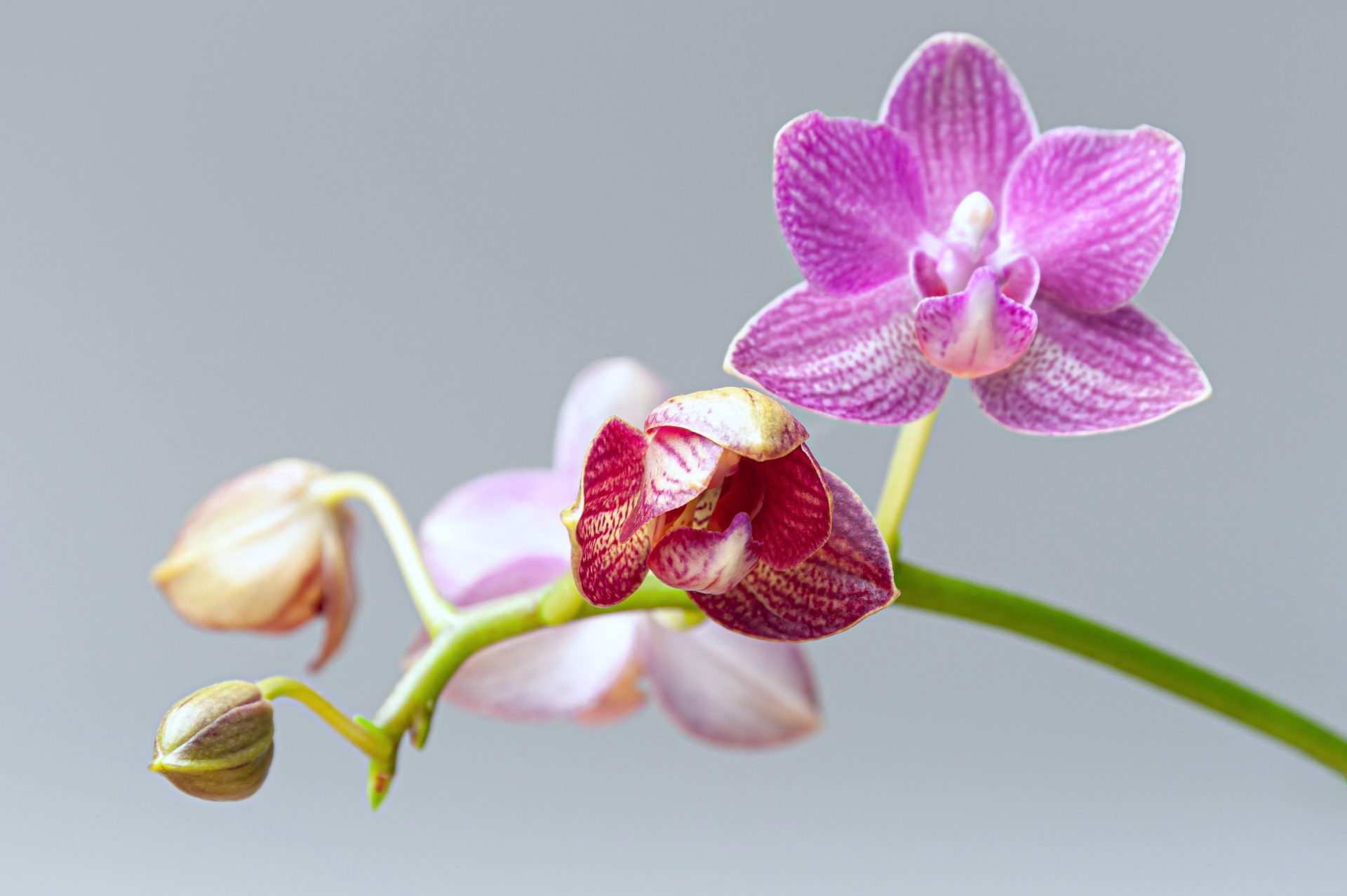 close up at orchids flower cluster 2023 11 27 05 20 56 utc