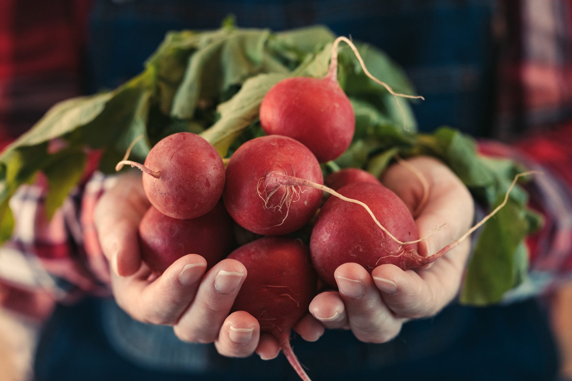 female farmer holding bunch of harvested radishes 2023 11 27 05 00 24 utc
