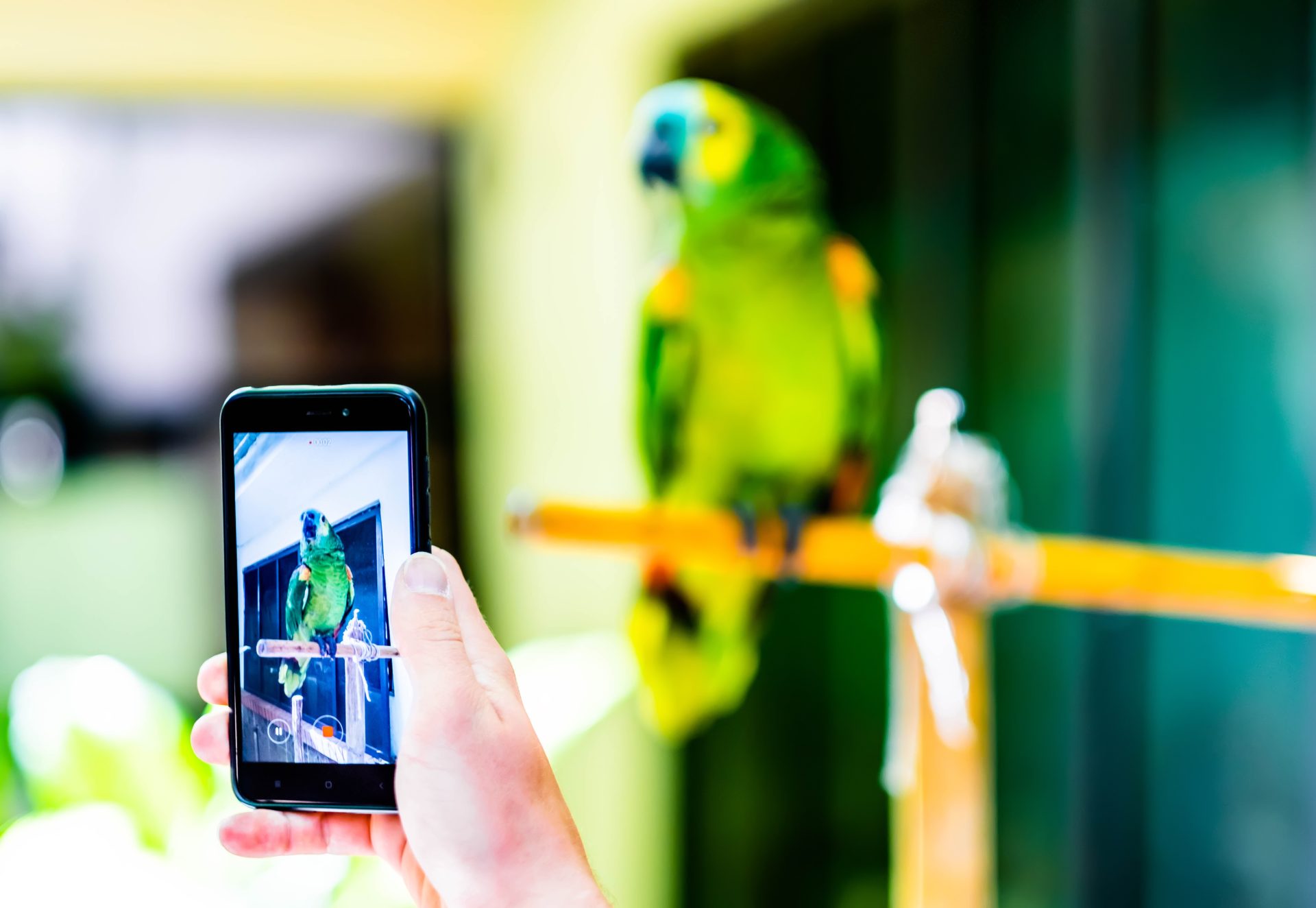 recording video with parrot on smartphone 2024 02 07 06 28 51 utc
