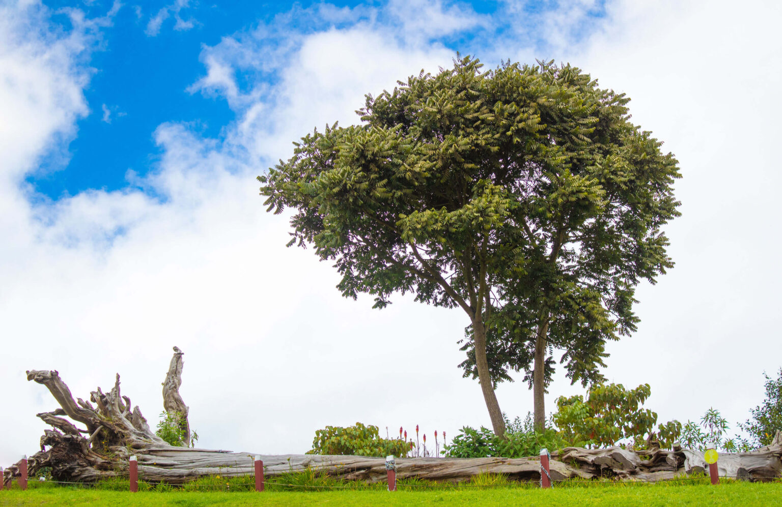 Arbol de los Suenos Mina de Sal de Nemocon 1536x997 1