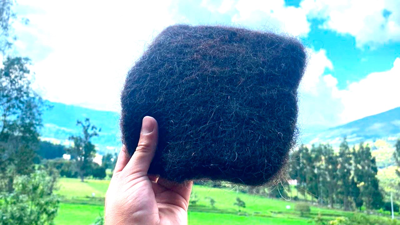 Esta es la esponja he​cha con cabello humano para absorber hidrocarburos en cuerpos hidricos
