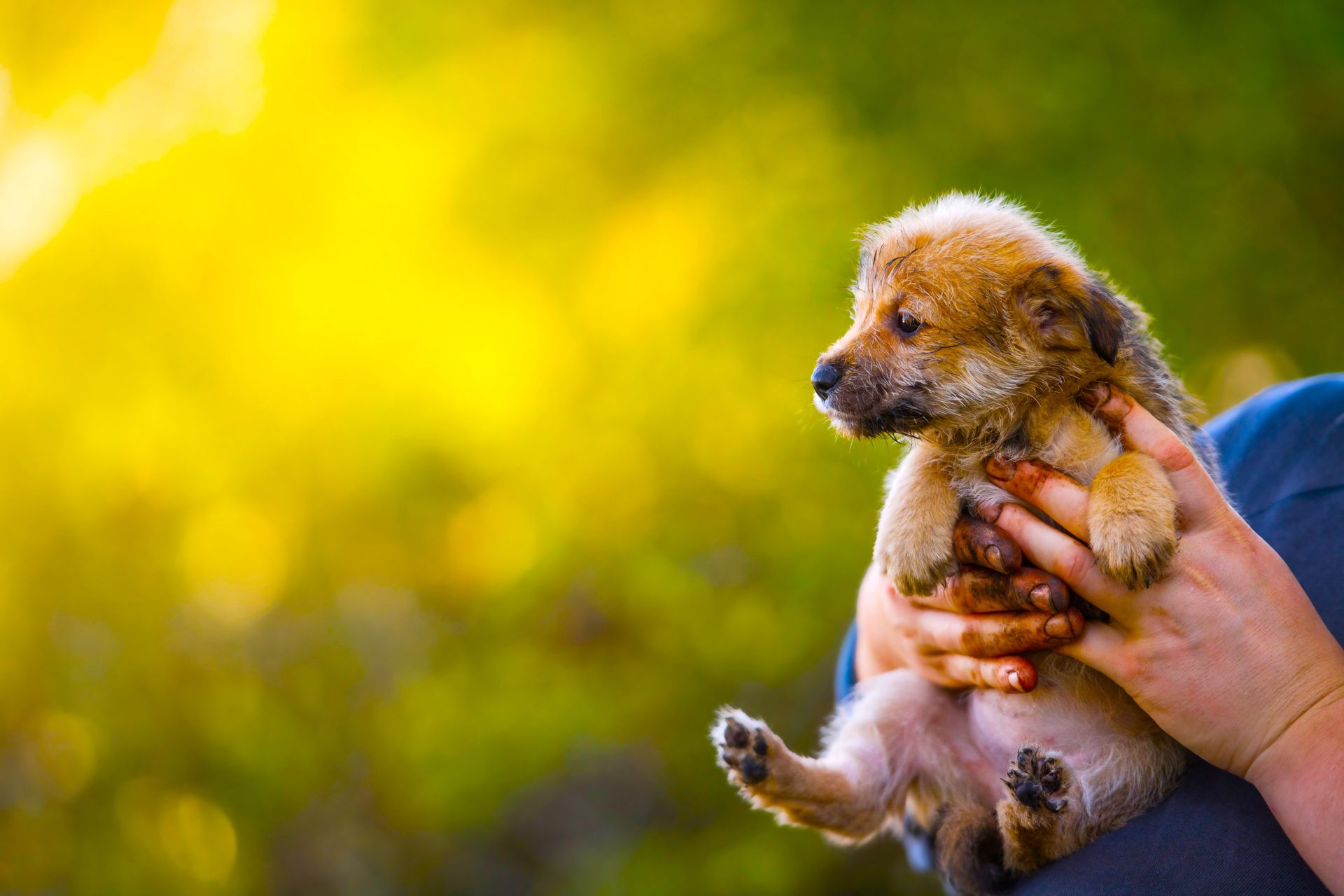 Tocancipa refuerza la proteccion animal con jornadas de atencion y tenencia responsable1