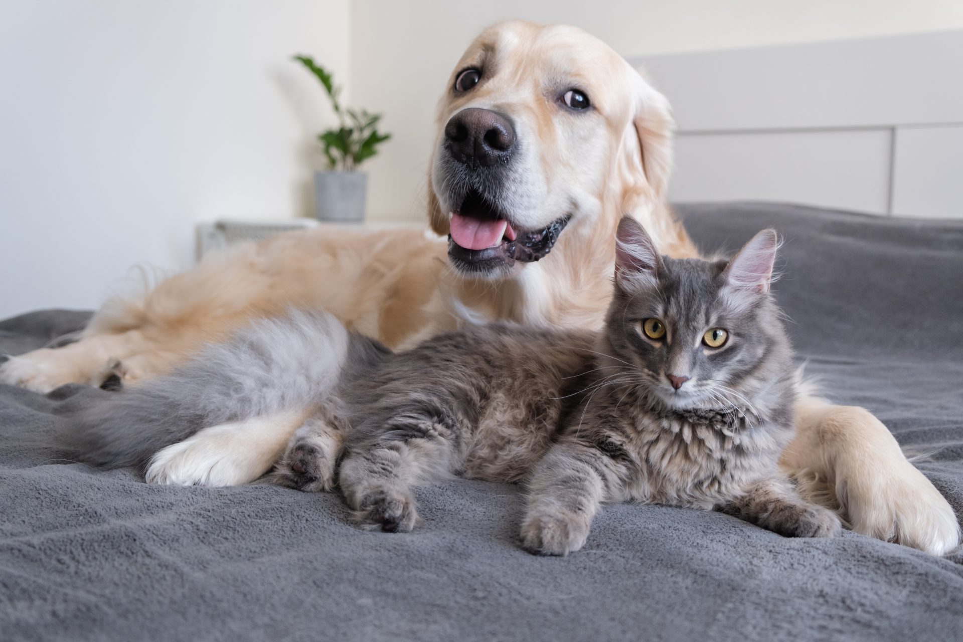 a cat and a dog lie together on the bed 2023 11 27 04 50 32 utc