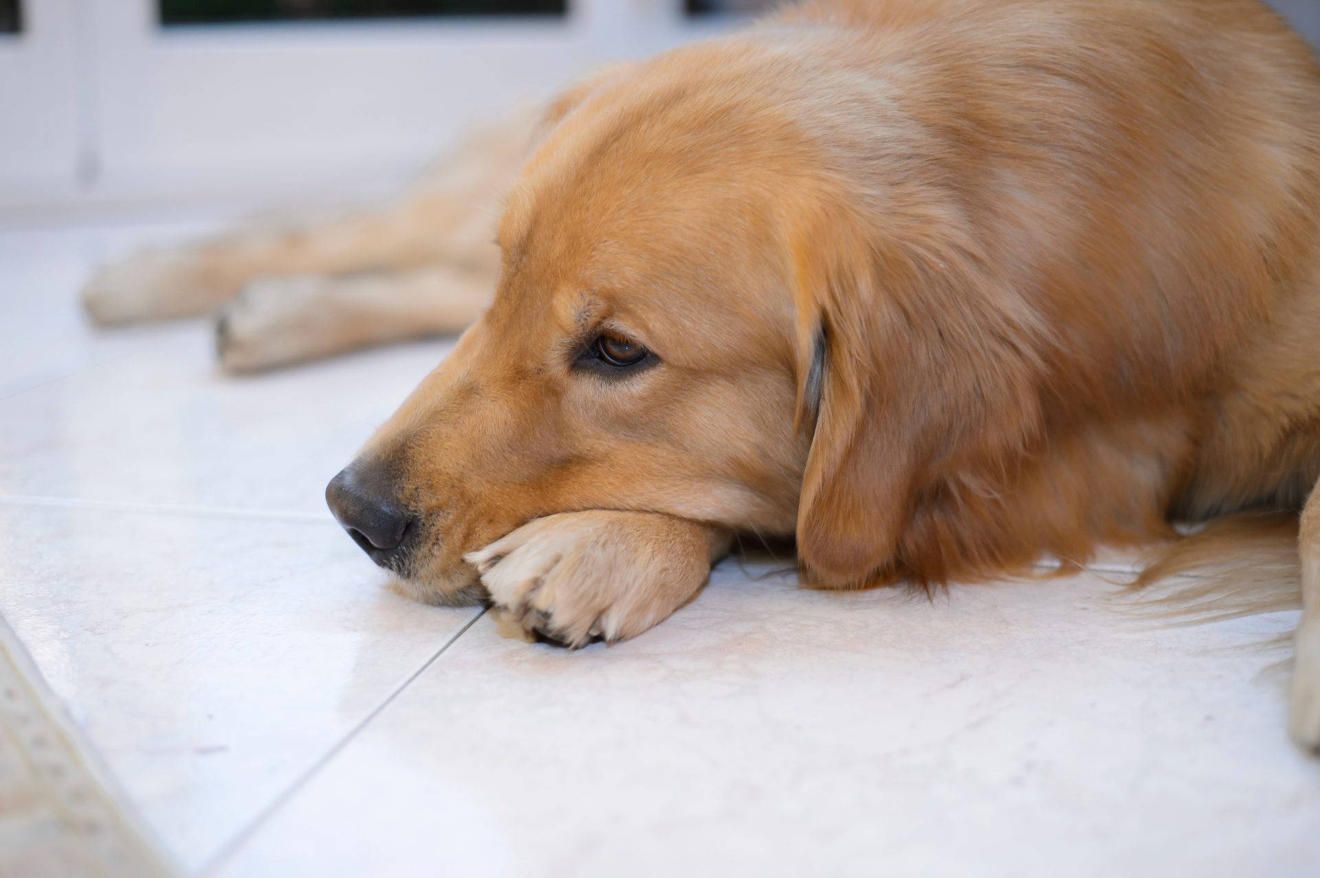 golden retriever 2024 11 26 23 22 47 utc