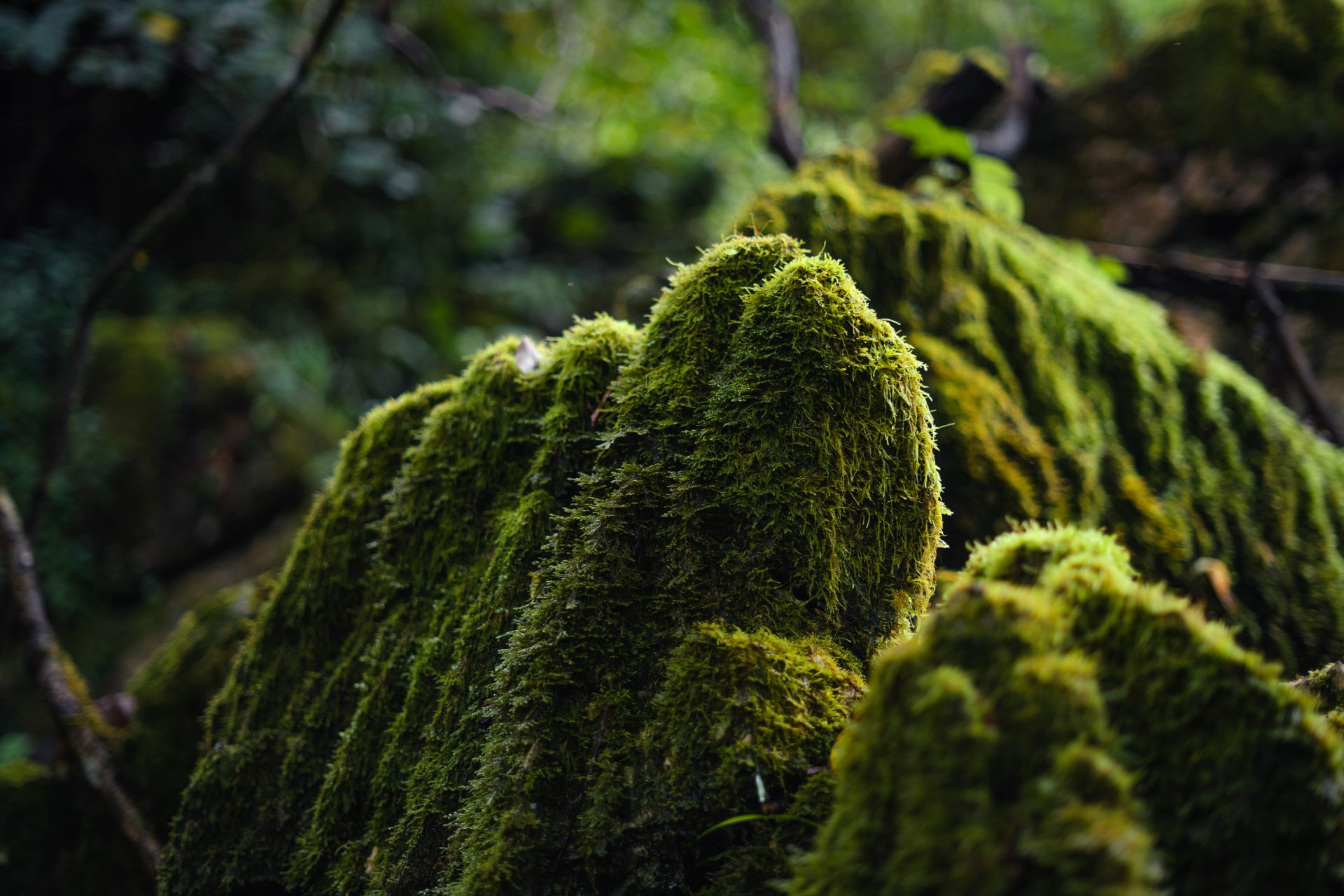 green moss in the forest on trees and rocks 2023 11 27 05 30 49 utc