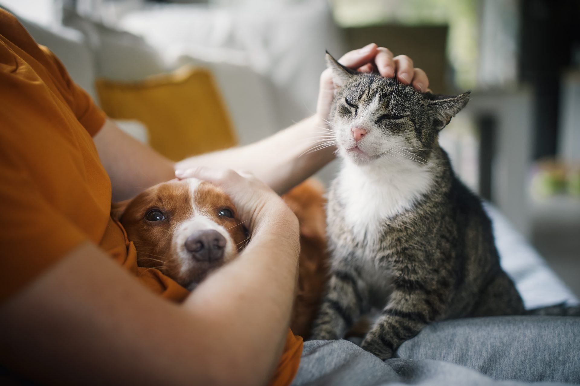 pet owner stroking his old cat and dog together 2023 11 27 05 17 45 utc