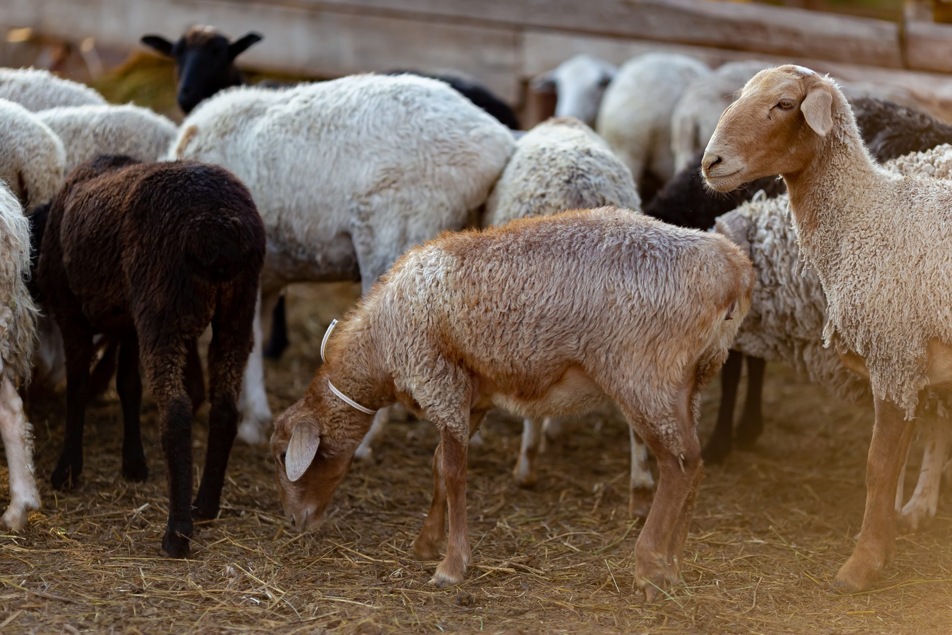 sheep on a village farm 2023 11 27 05 32 51 utc