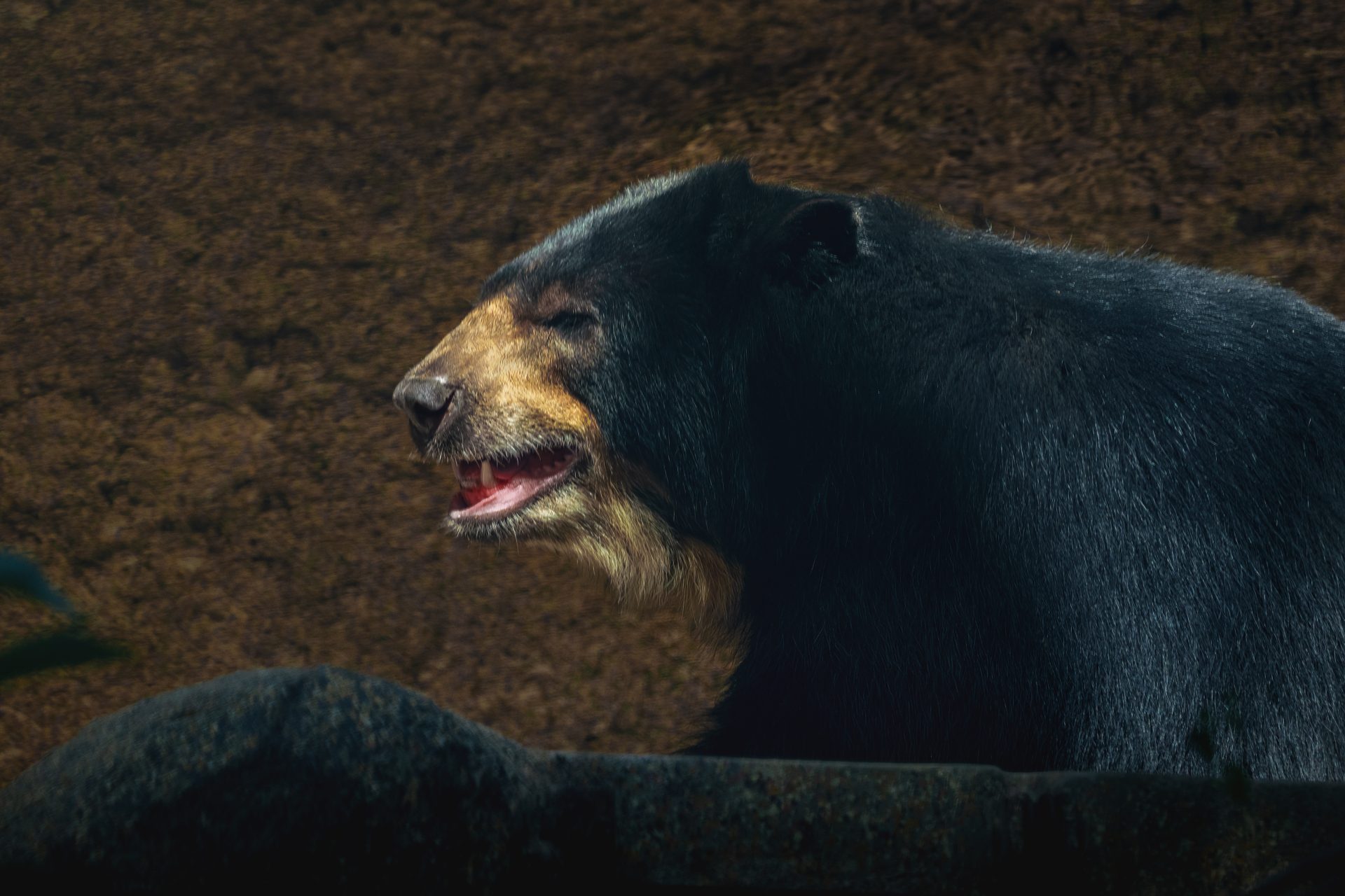 spectacled bear tremarctos ornatus south ameri 2023 12 07 22 08 30 utc