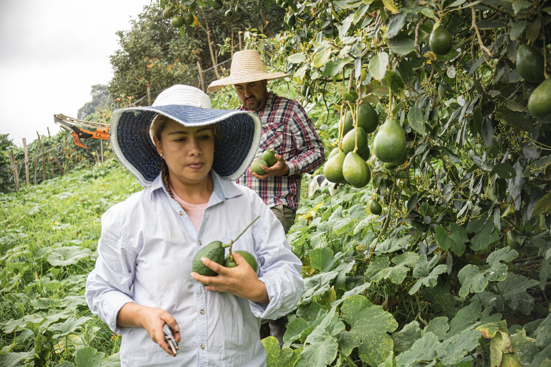 the process of harvesting fresh avocados 2024 10 21 10 32 56 utc