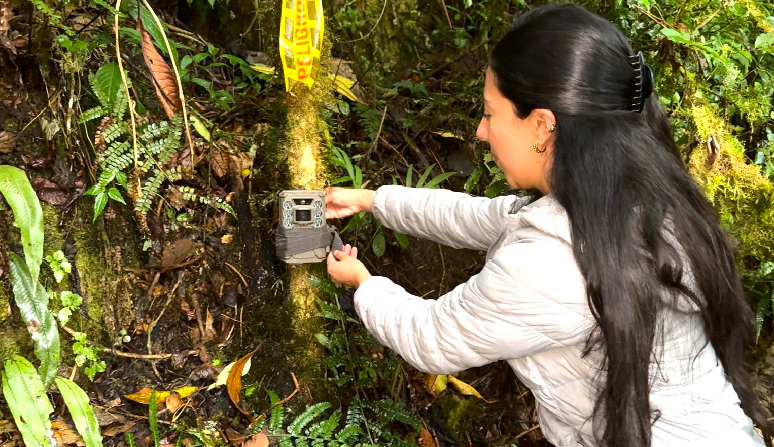 Camaras trampa revelan especies sorprendentes en el corredor biologico del Rio Negro2
