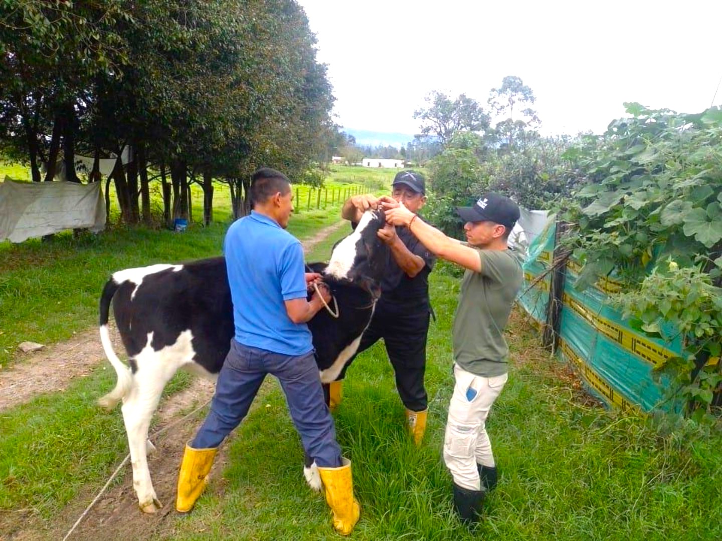 Promocion de bienestar animal en Tocancipa