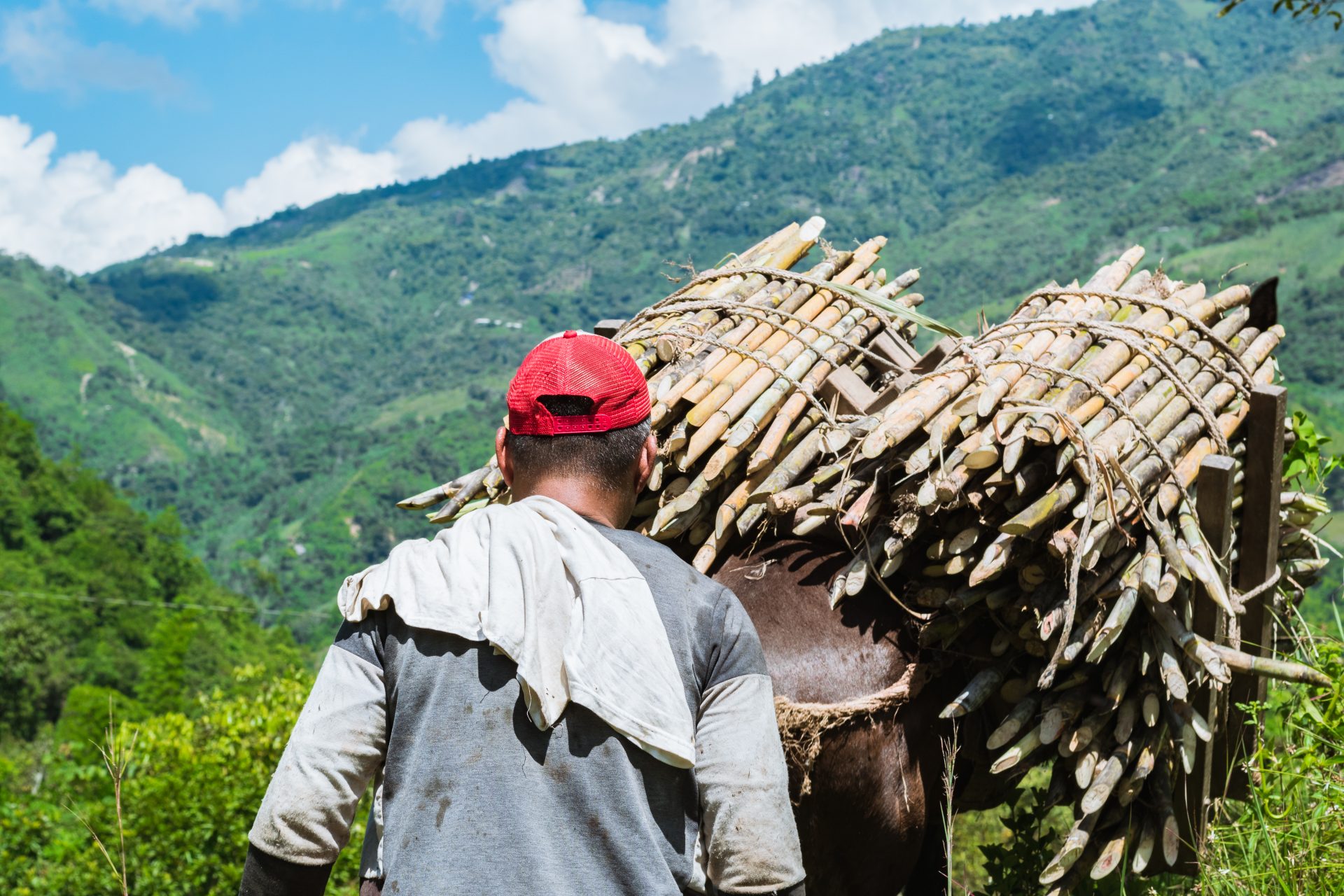 close up of the back of a colombian muleteer walki 2023 11 27 05 06 41 utc