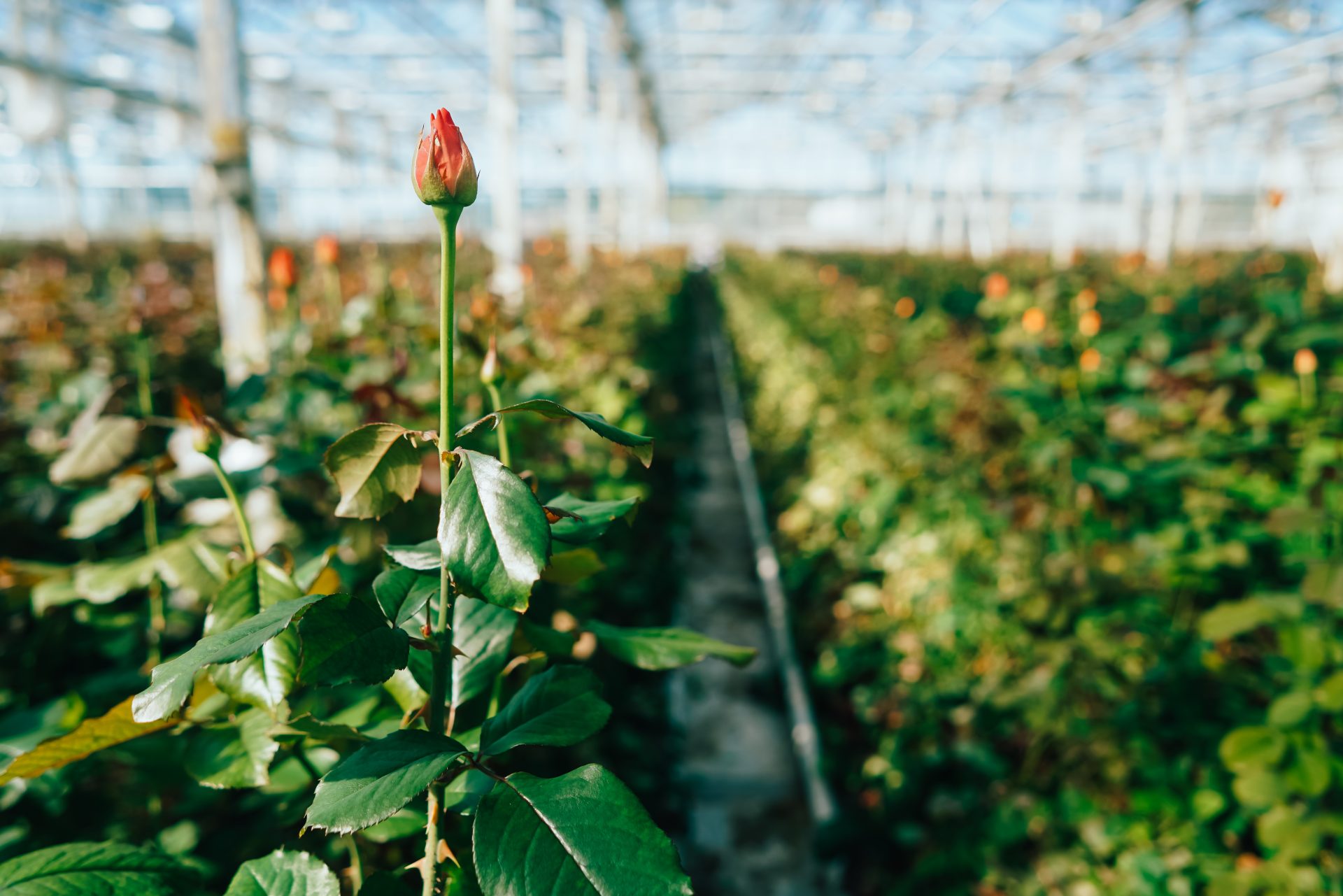 greenhouse roses growing under daylight 2024 10 31 23 52 14 utc
