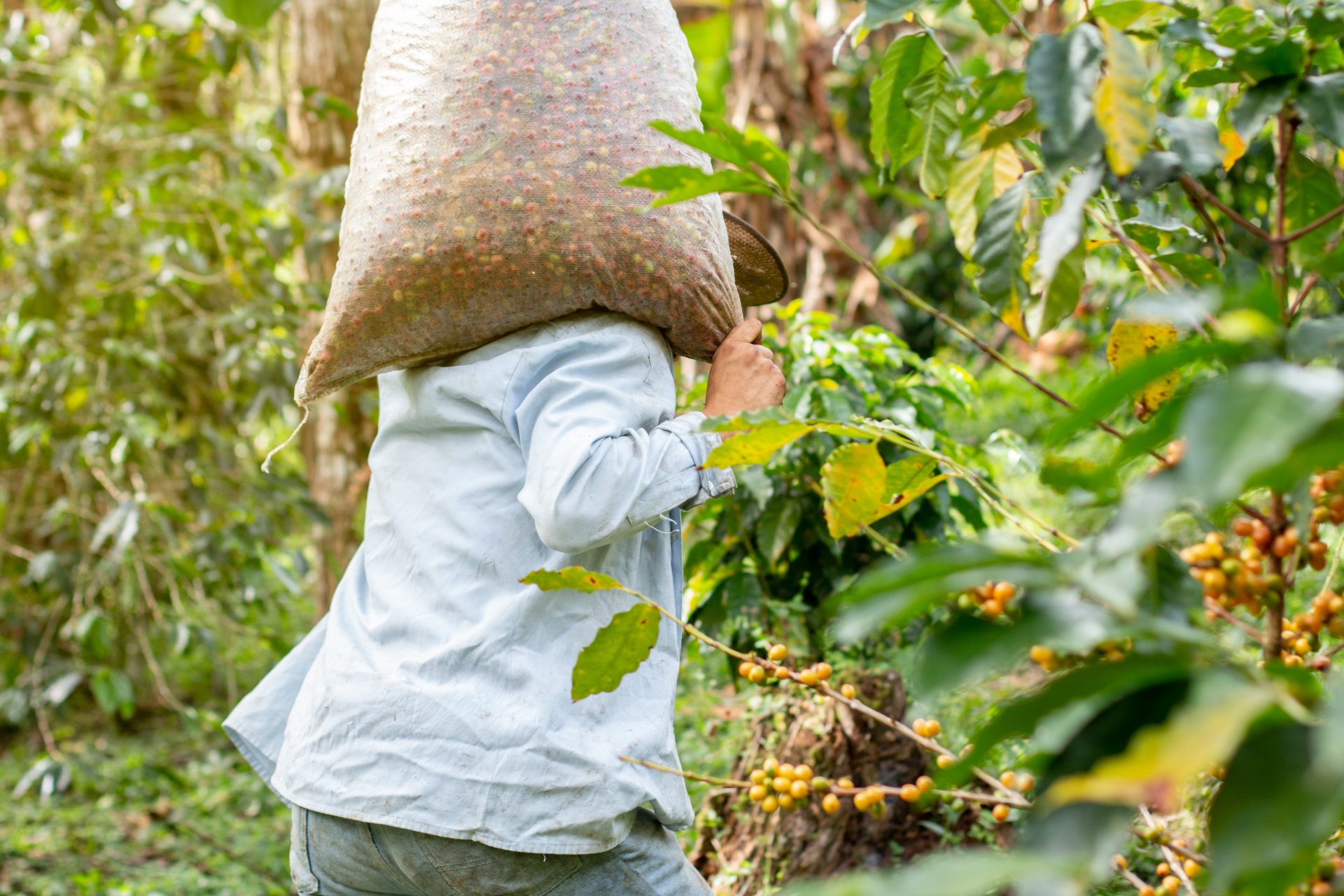 peasant coffee picker carrying a sack full of fres 2024 12 06 22 25 47 utc