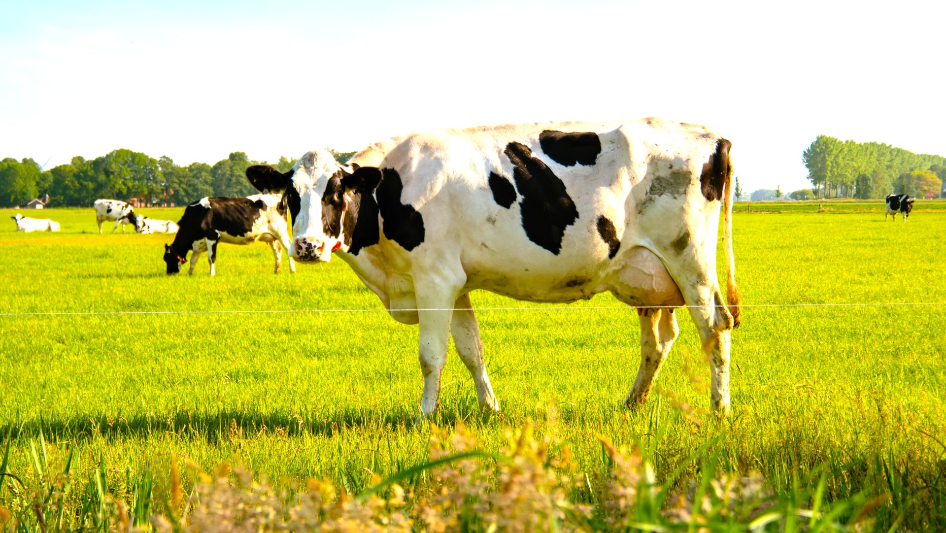 Entregan insumos para mejorar praderas y potenciar la produccion lechera en 8 municipios de Cundinamarca1