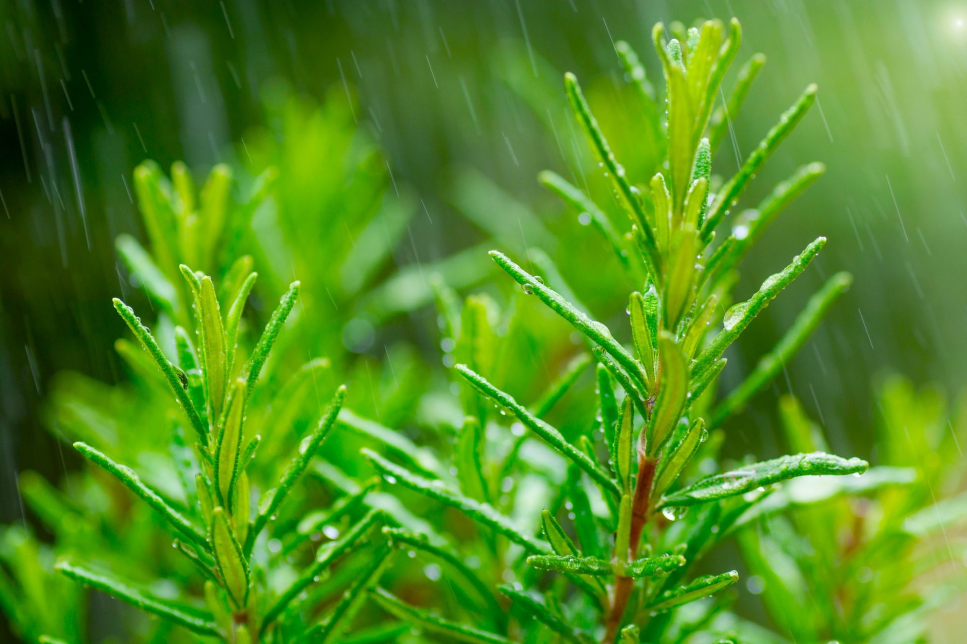 Lluvias insuficientes Embalses en Cundinamarca siguen bajando pese a las precipitaciones
