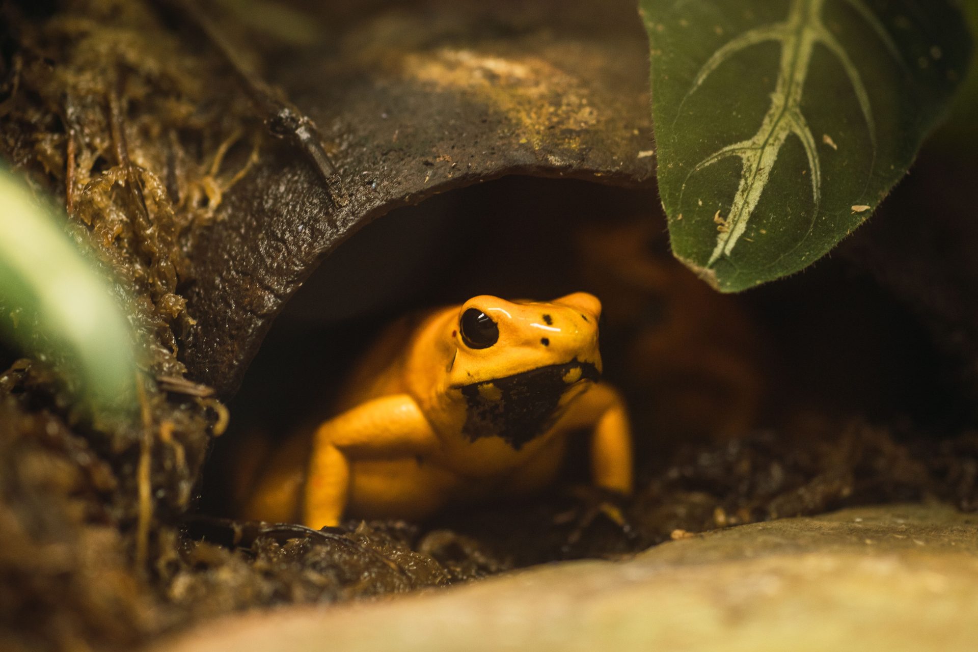 a small yellow frog sitting inside a cave in the j 2025 02 09 01 27 38 utc
