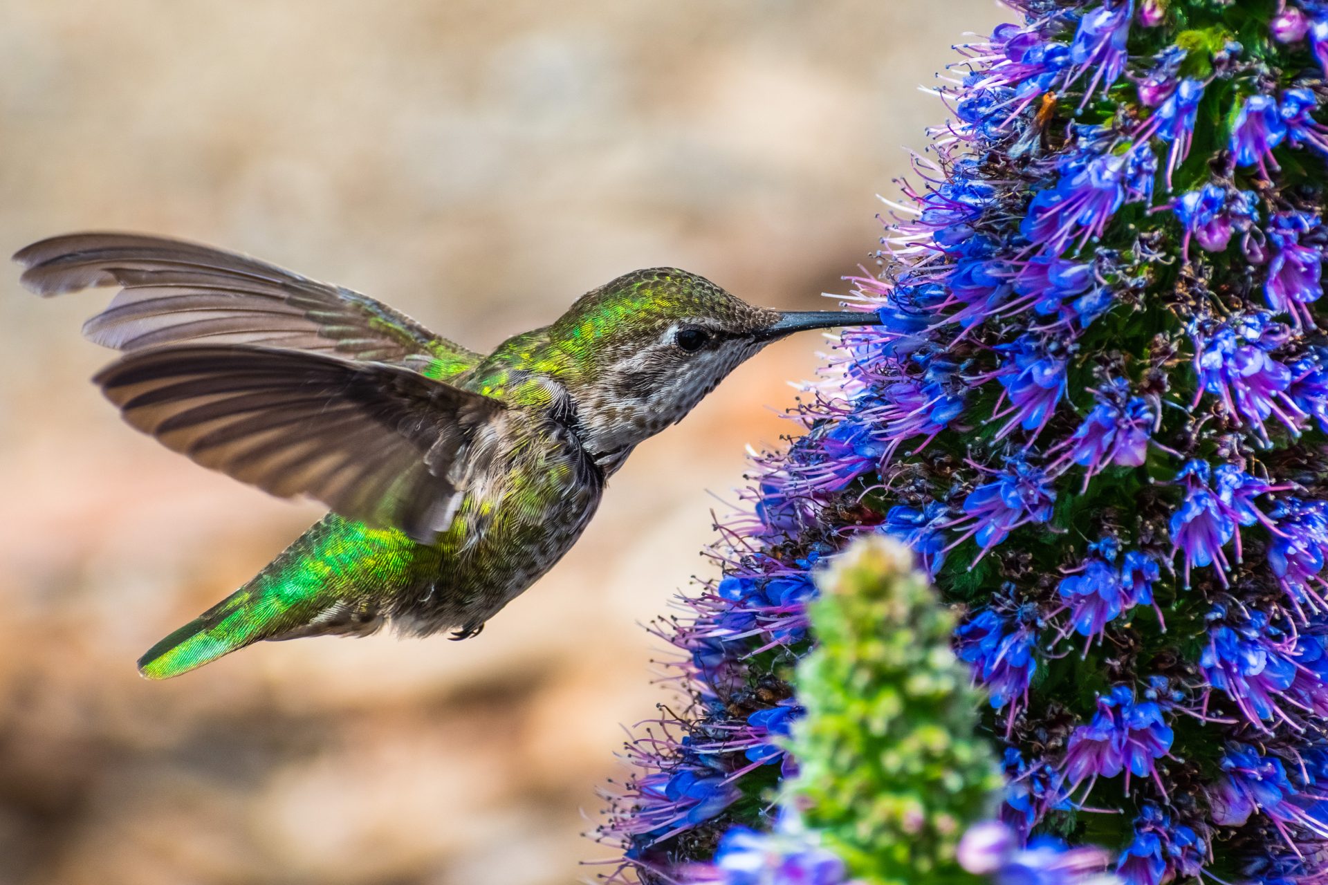 anna s hummingbird drinking nectar from a flower 2024 11 28 11 56 34 utc