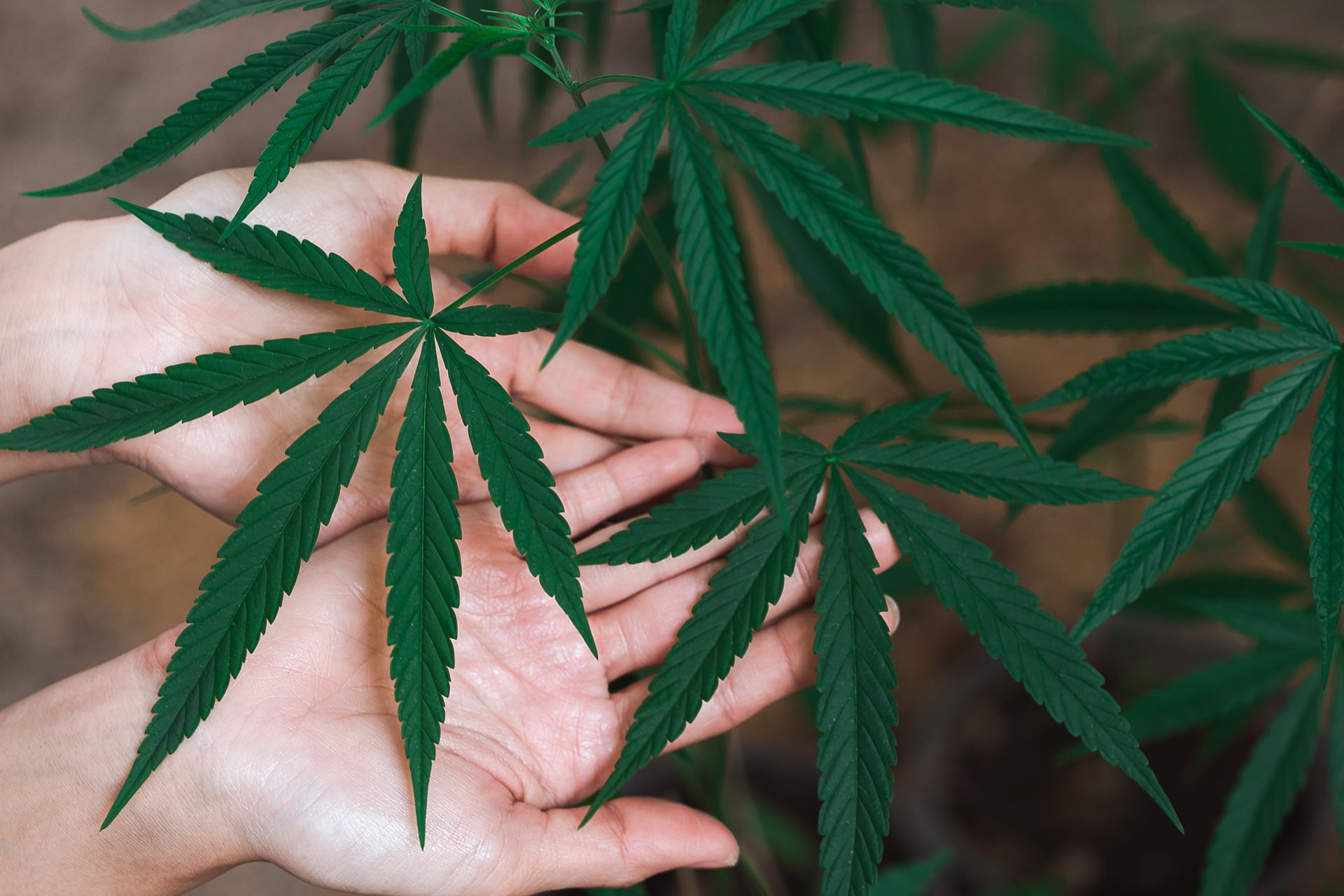 cannabis on a black background 2025 02 11 07 43 44 utc